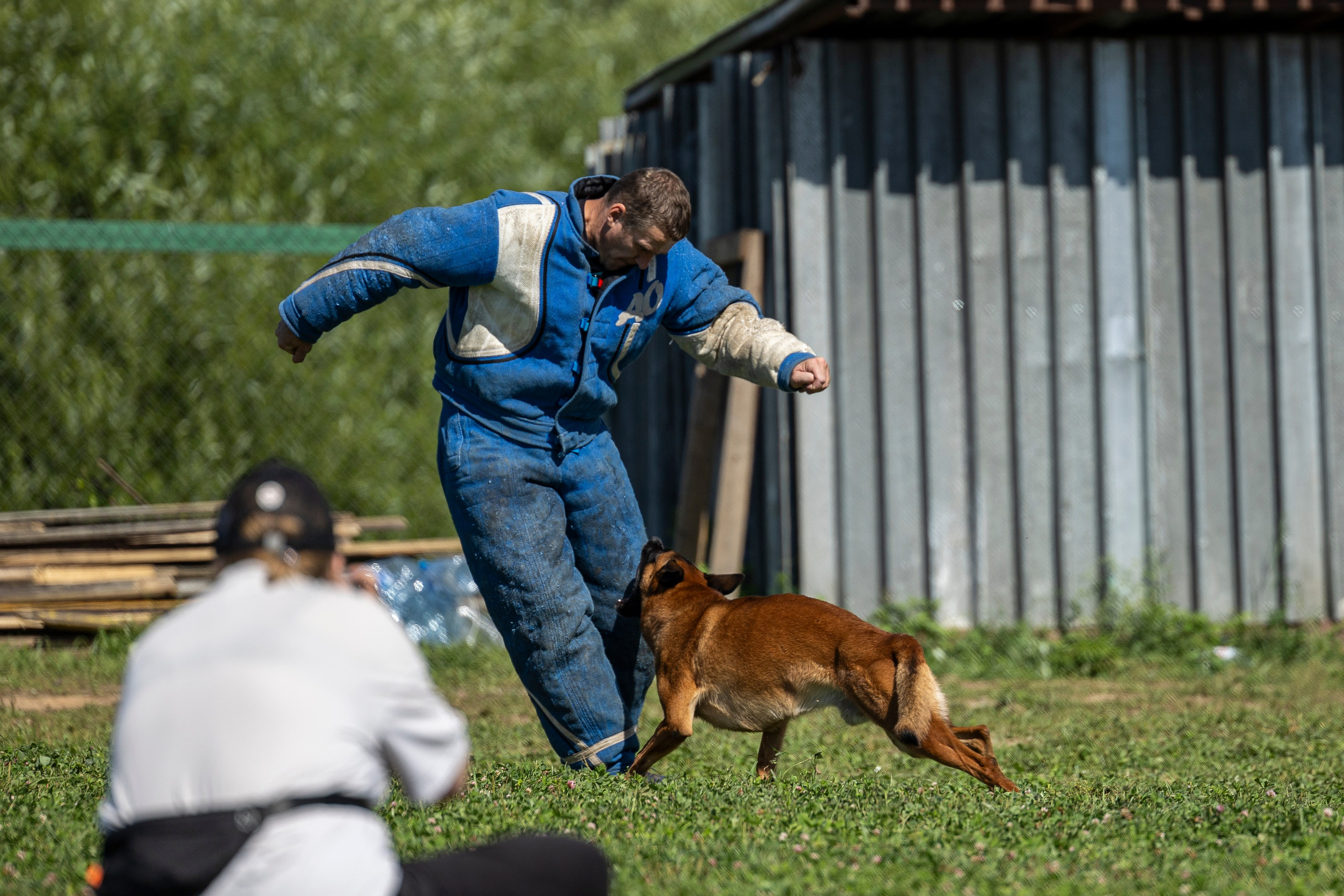 Соревнования по Мондьорингу г. Вологда 10-11.08.2024. Фотограф-анималист Анна Маринич