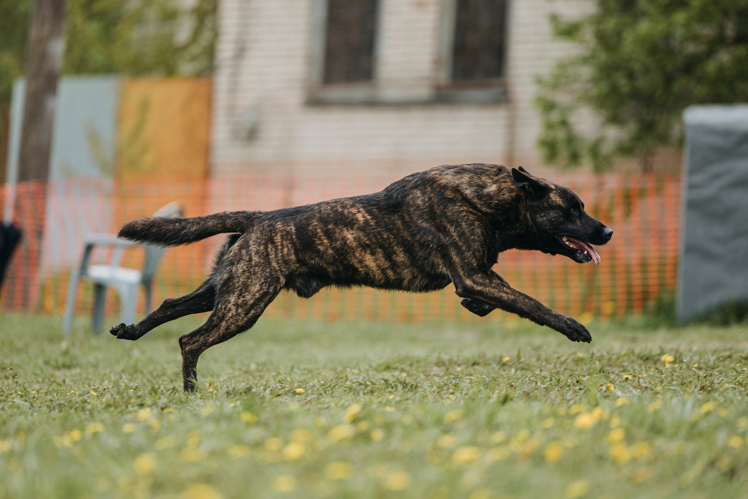 26.05.25 г. Пушкин квалификационные соревнования. Фотограф-анималист Анна Маринич