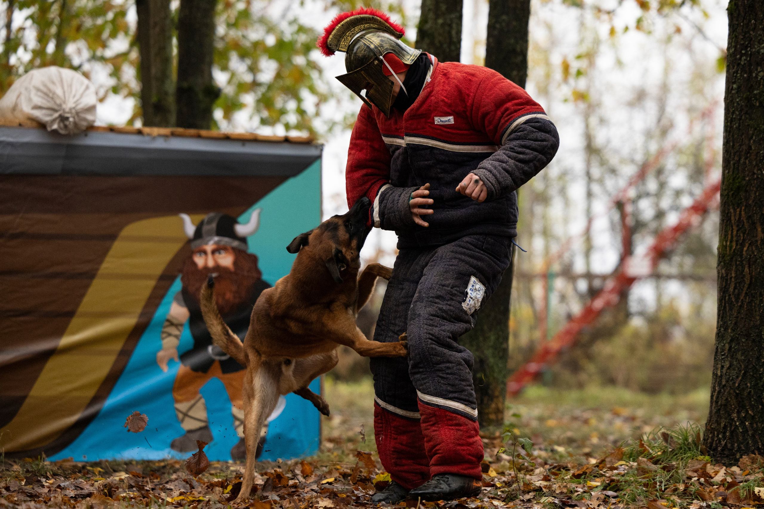 Соревнования по Мондьорингу г. Вологда. Фотограф-анималист Анна Маринич