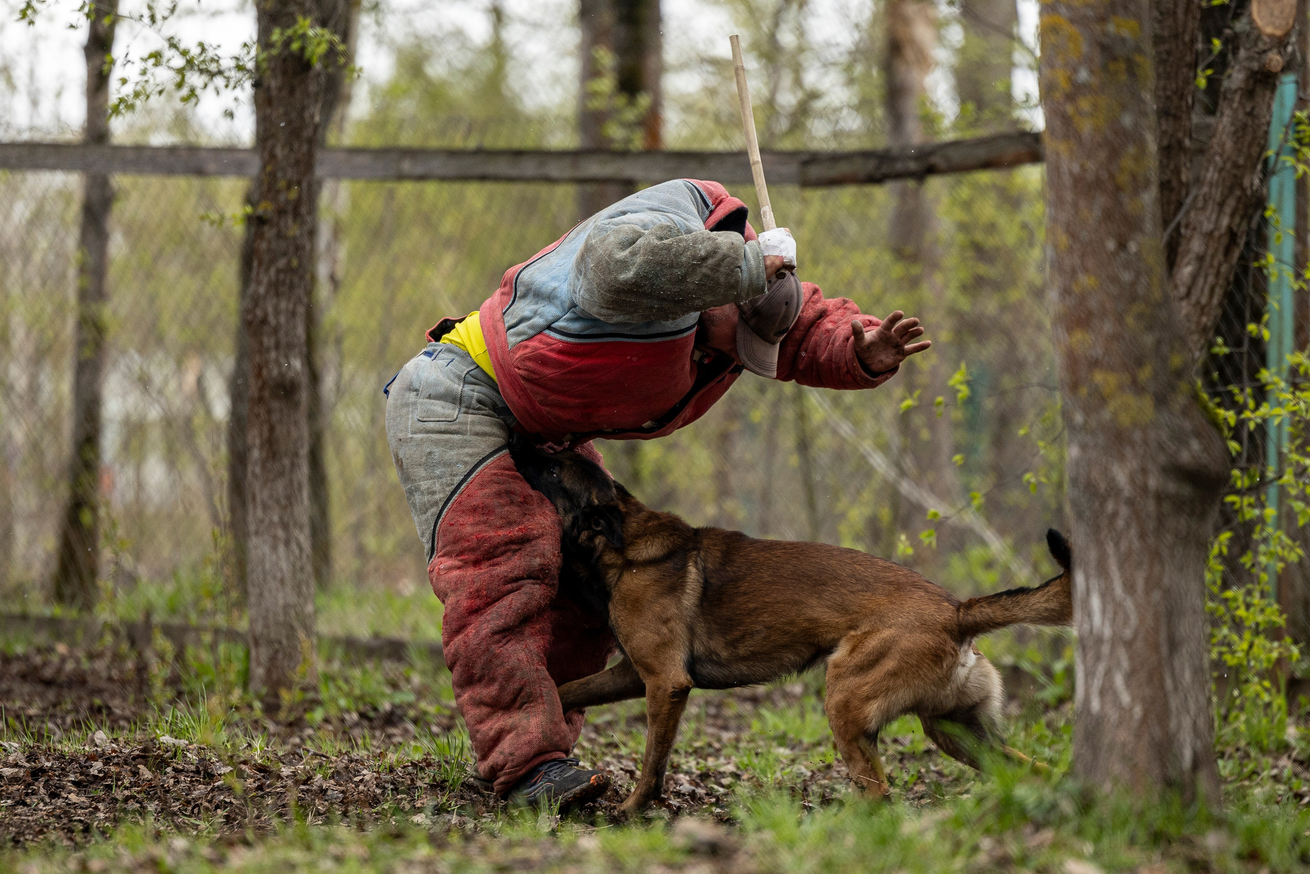 Квалификационные состязания по мондьорингу г. Вологда 11.05.24. Фотограф-анималист Анна Маринич