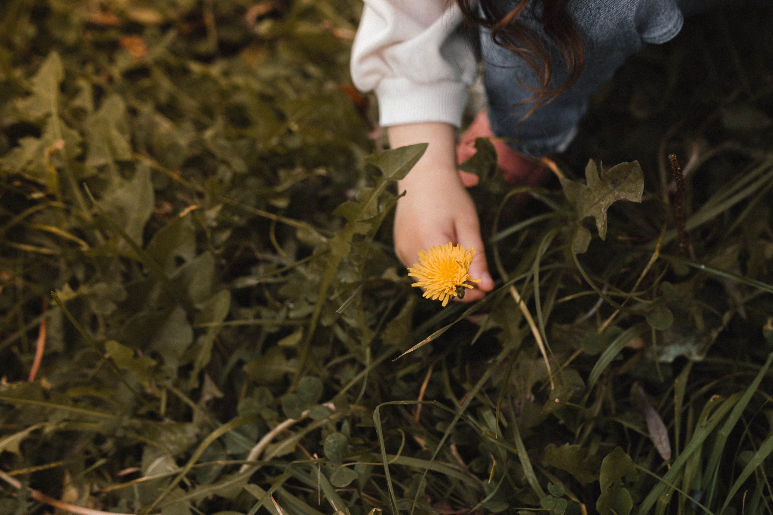 Дерево-брокколи. Фотограф Анна Кобазева, Москва