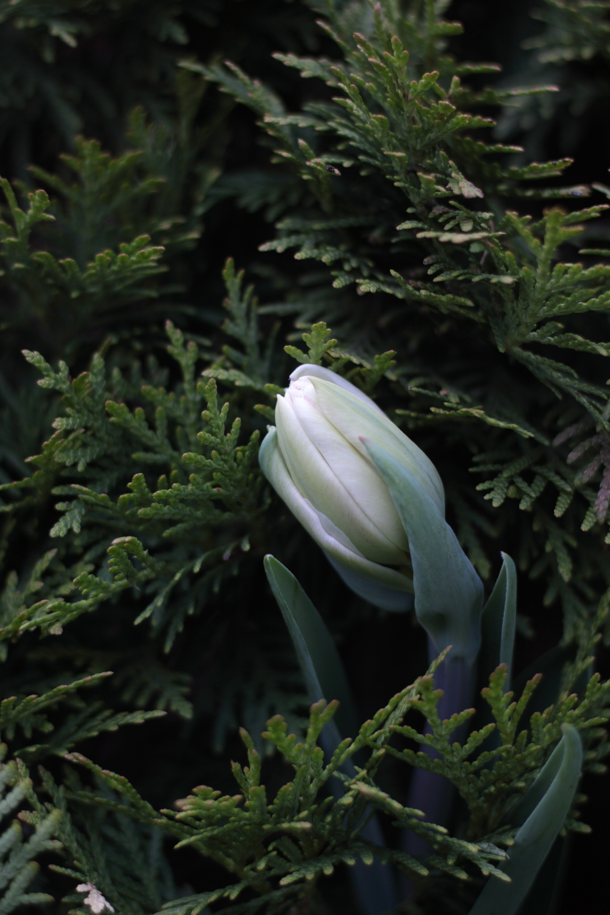 Старое природное, отбирала Katamount (Катерина Горохова). Главная