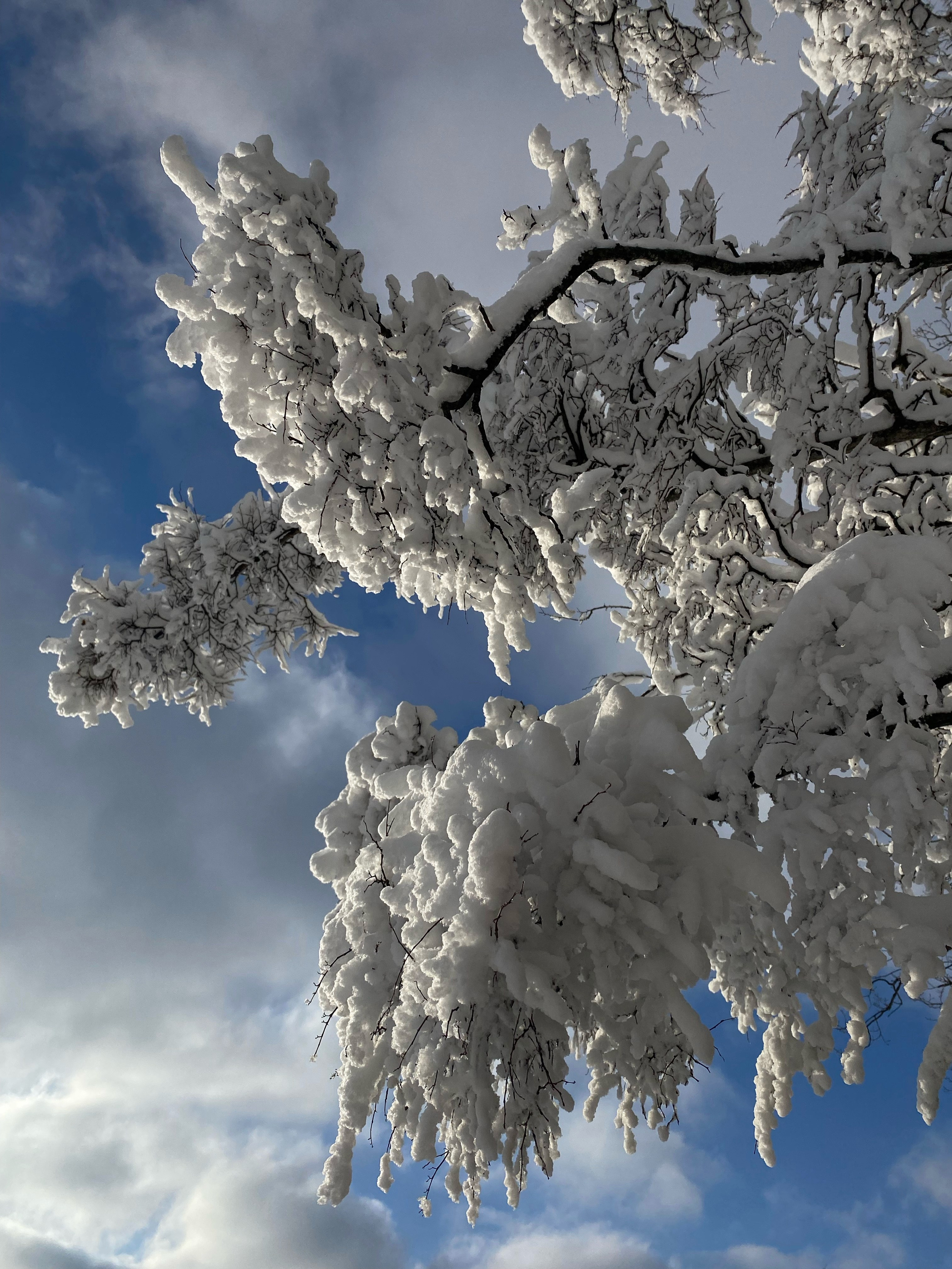 Снежные ветки на терренкуре Маркхот. Геленджик 2026