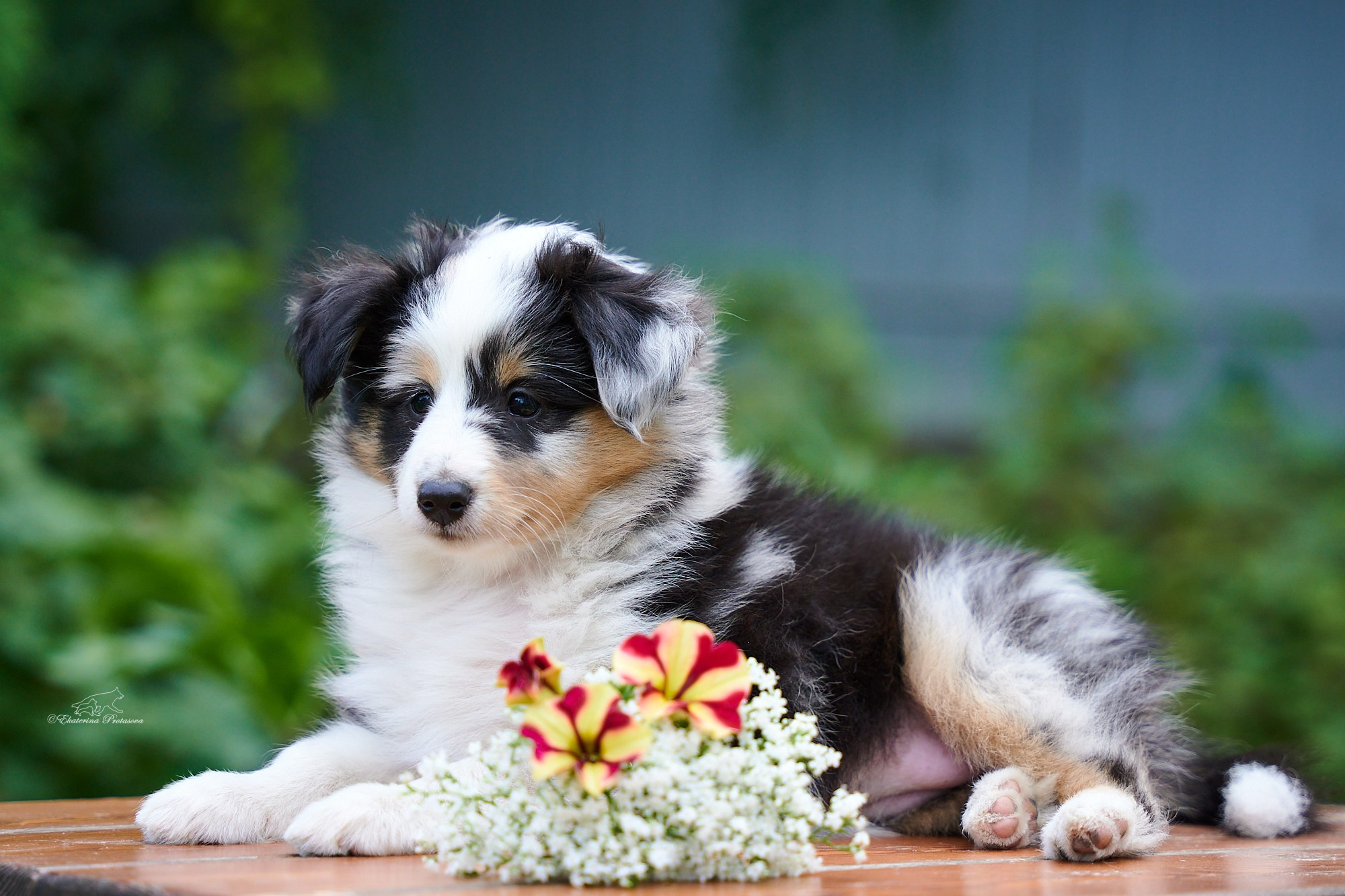 Шелтята. Фотограф-анималист в Иркутске