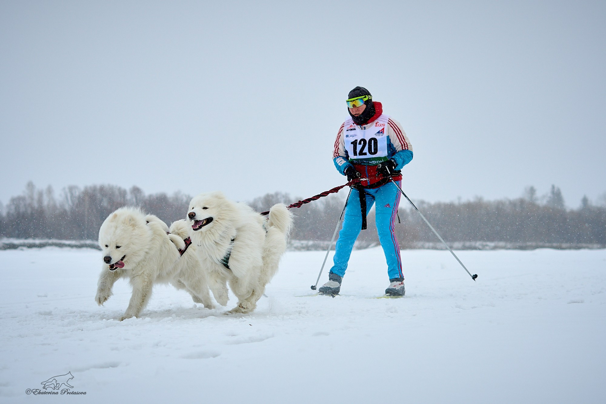 Соревнования по скиджорингу. Фотограф-анималист в Иркутске