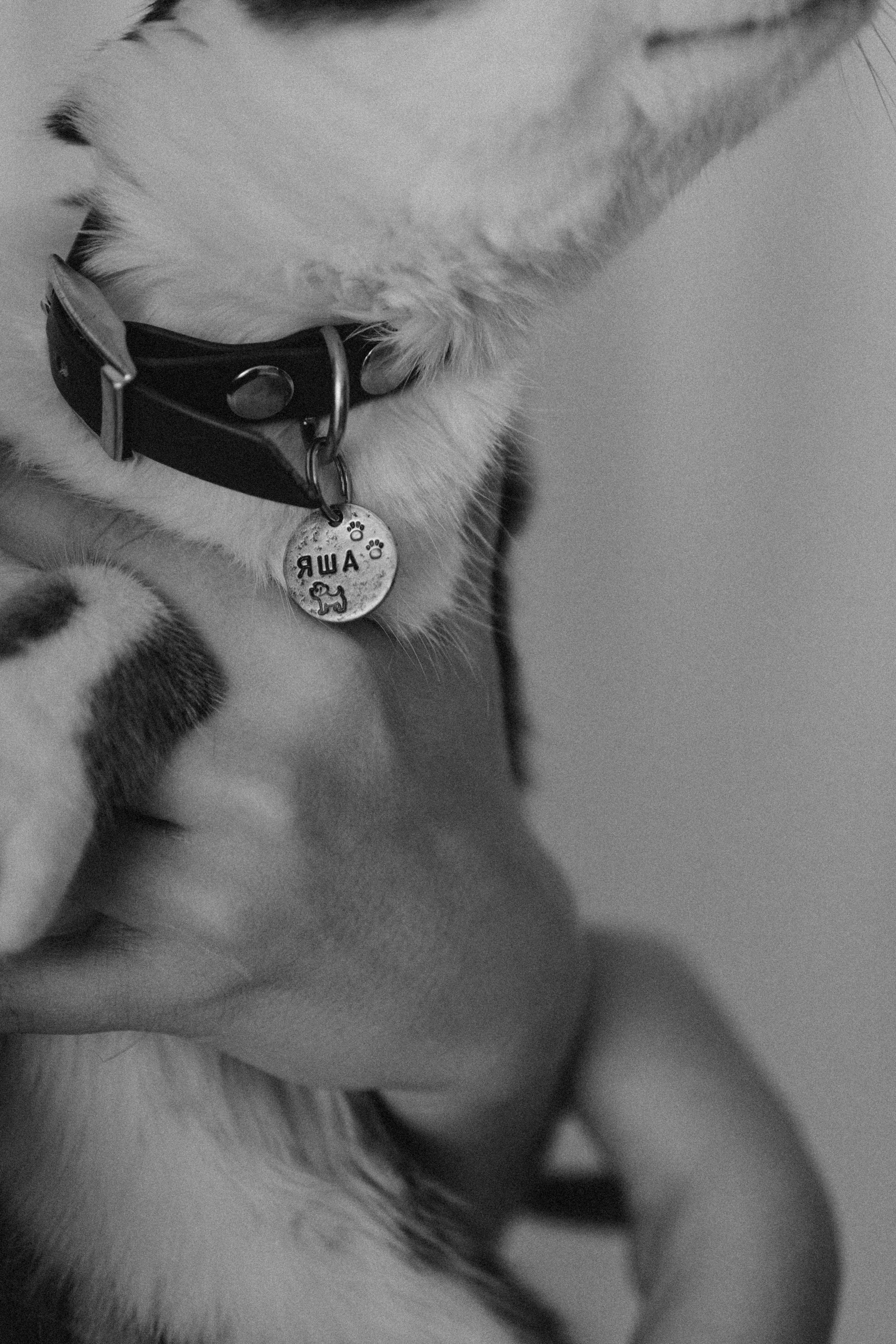 Ксюша и Яша. Фотораф — анималист Мария Шистка