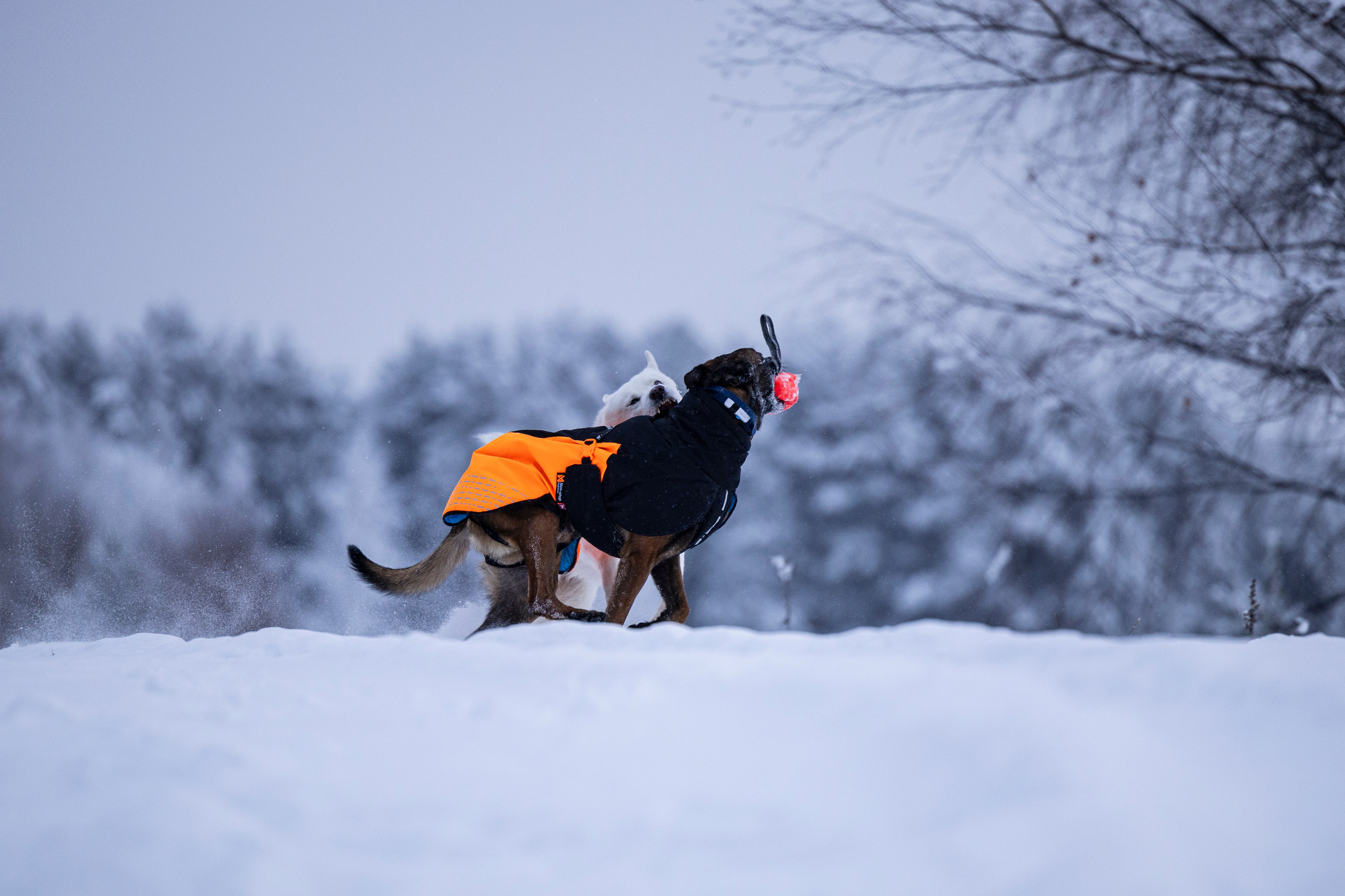 Рики и Гаруда. Фотограф-анималист Анна Маринич