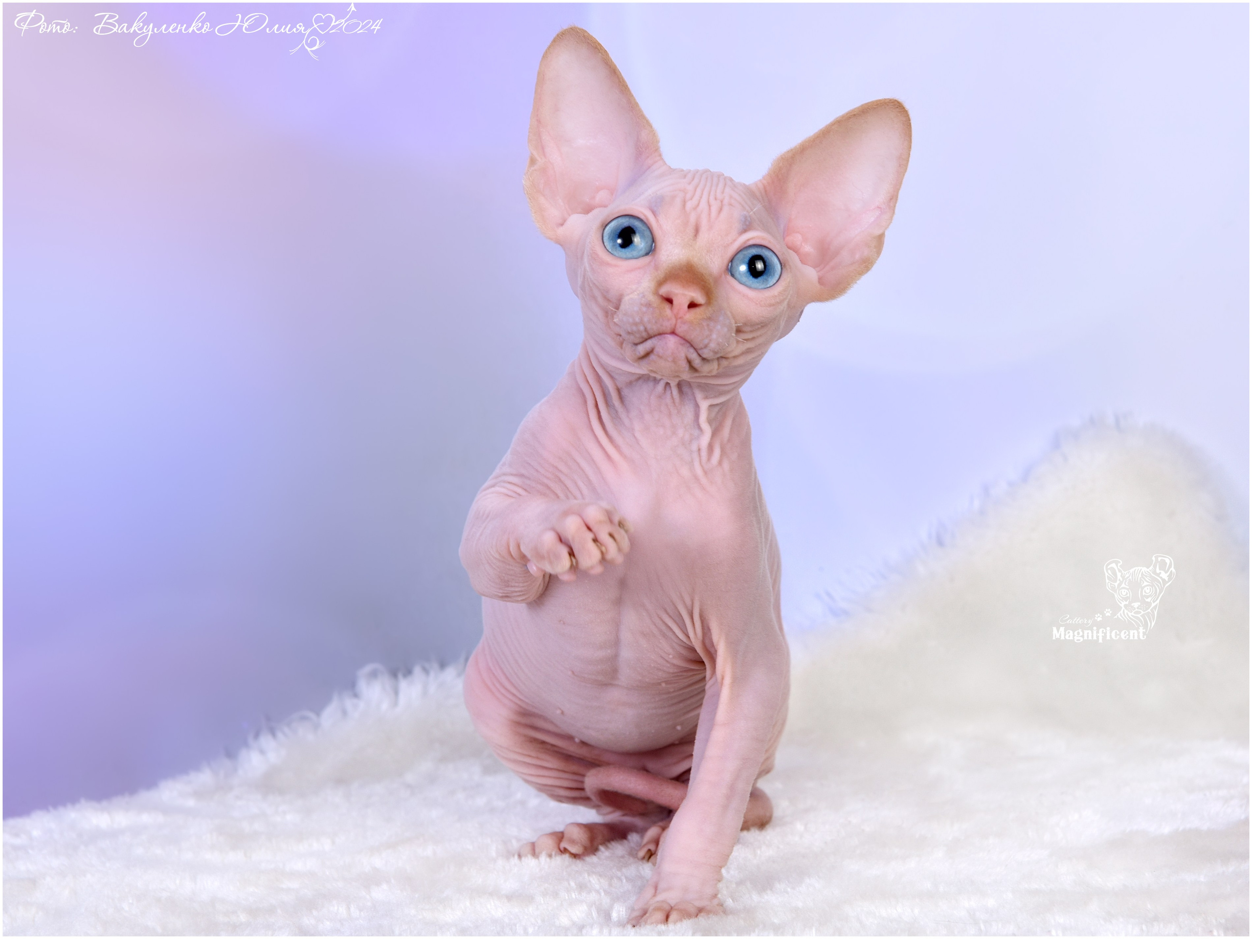 Котята. Фотограф анималист | семейный Юлия Вакуленко, г. Краснодар