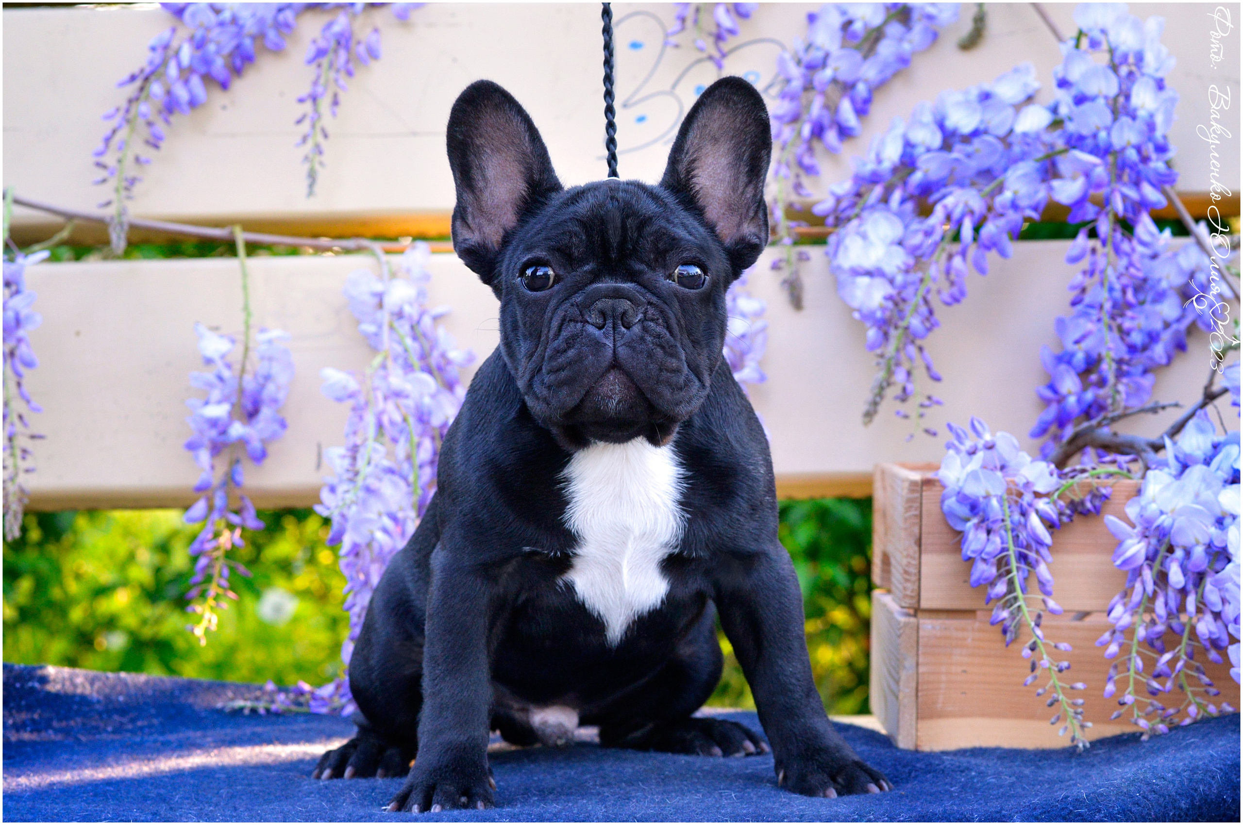 Студийная съемка. Фотограф анималист | семейный Юлия Вакуленко, г. Краснодар