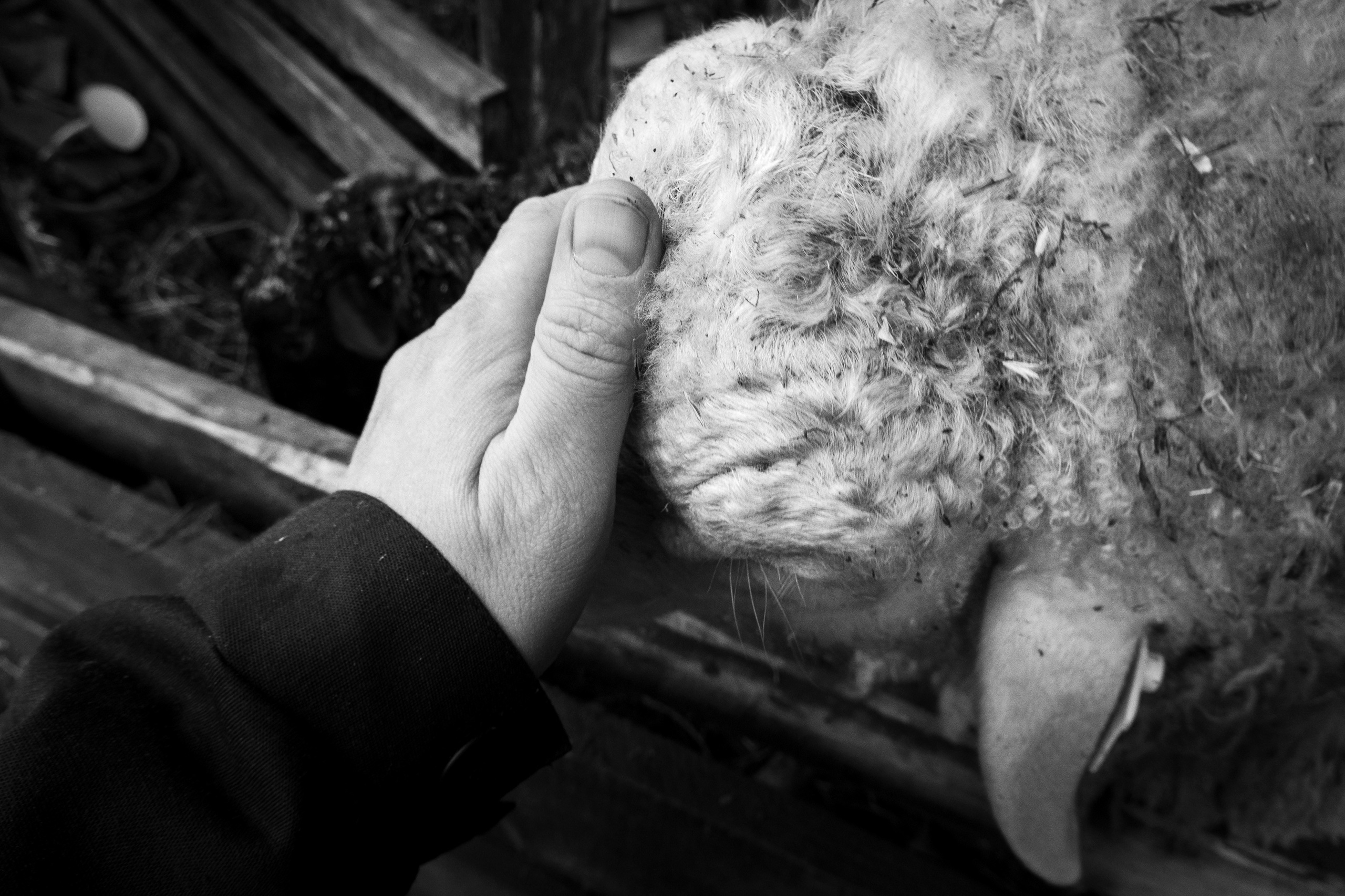 Ферма. Фотограф Антон Денисенко: Портрет, Документалистика, Пейзаж. Москва