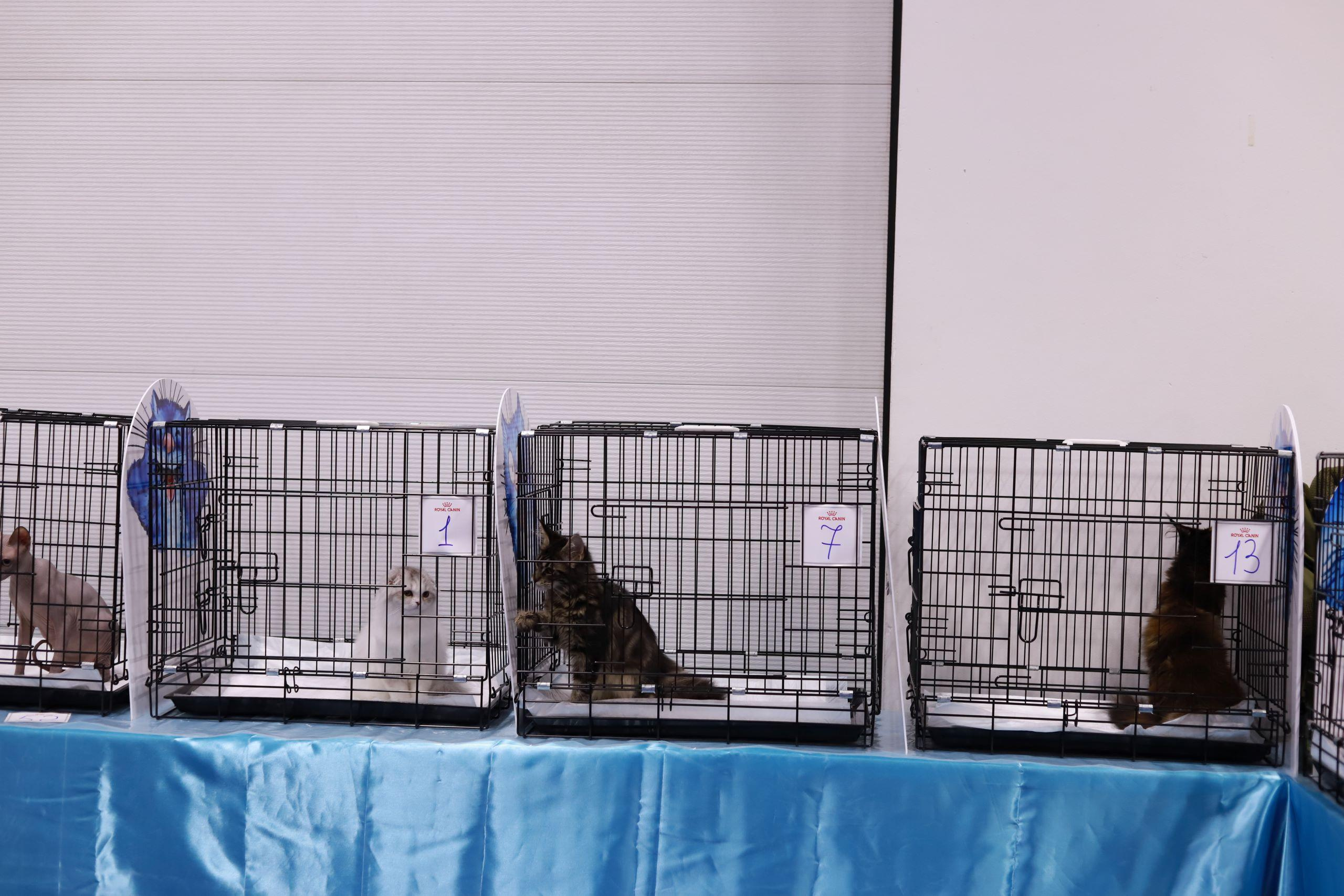 Репортажный фотограф, фотограф на мероприятие, съемка мероприятий, съемка праздников, репортажный фотограф Москва