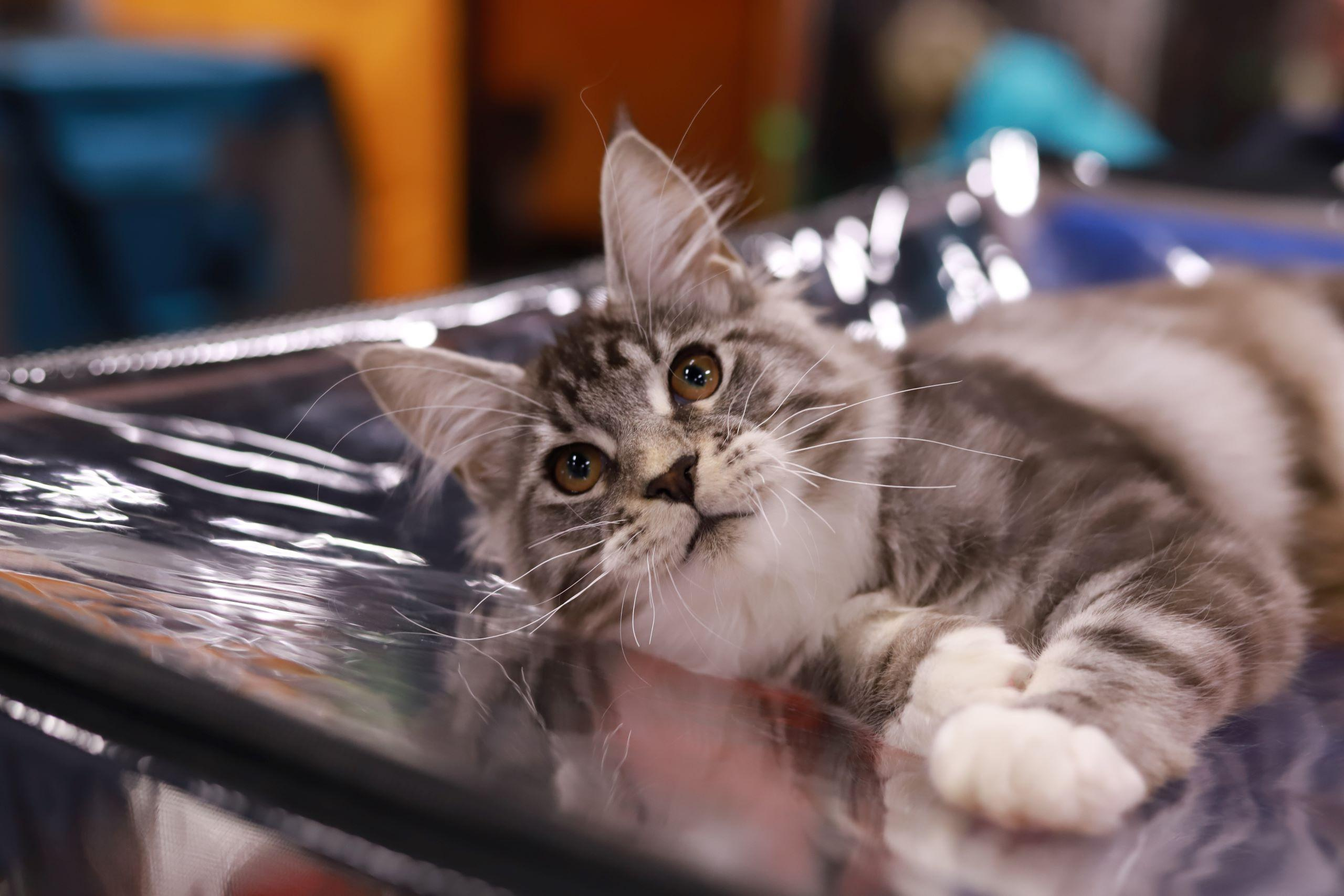 Репортажный фотограф, фотограф на мероприятие, съемка мероприятий, съемка праздников, репортажный фотограф Москва