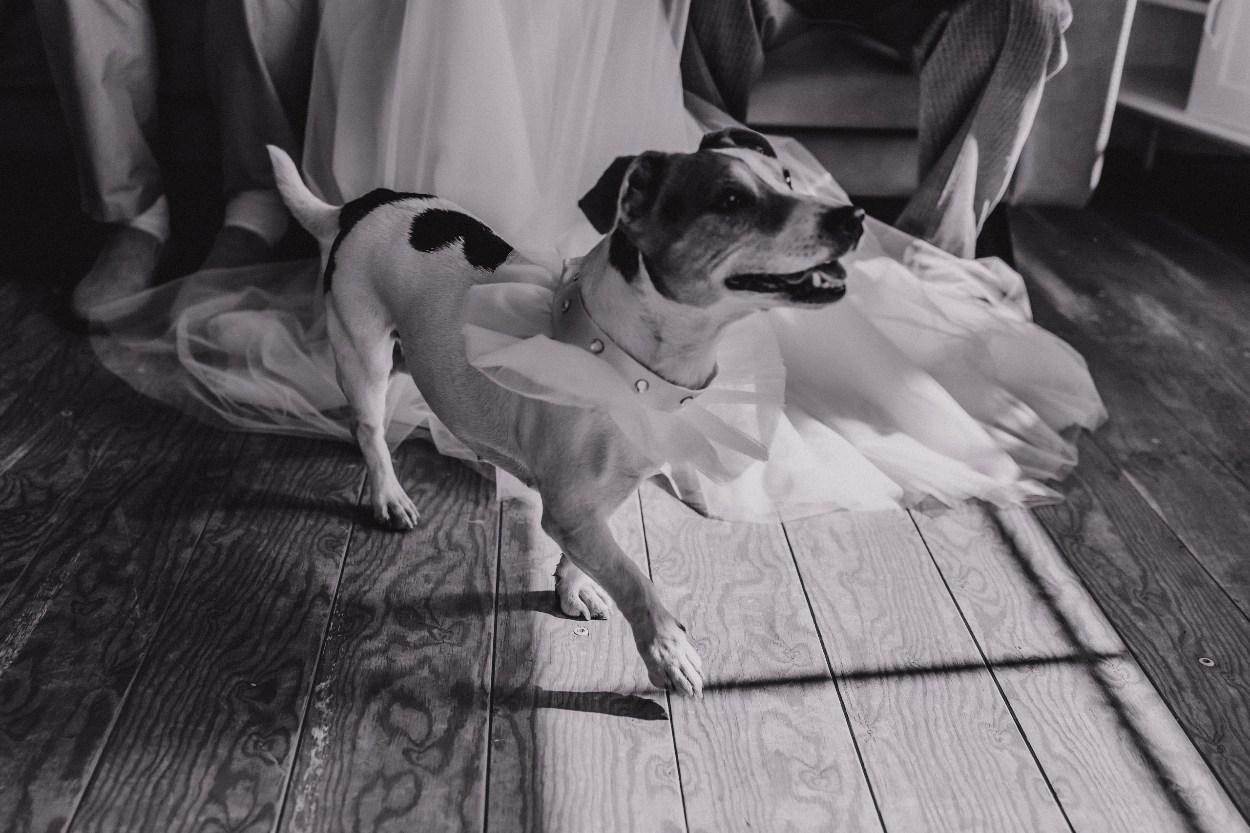 Теплая душевная свадьба в Красноярске. Свадебный фотограф-видеограф в Красноярске Евгений Константинопольский