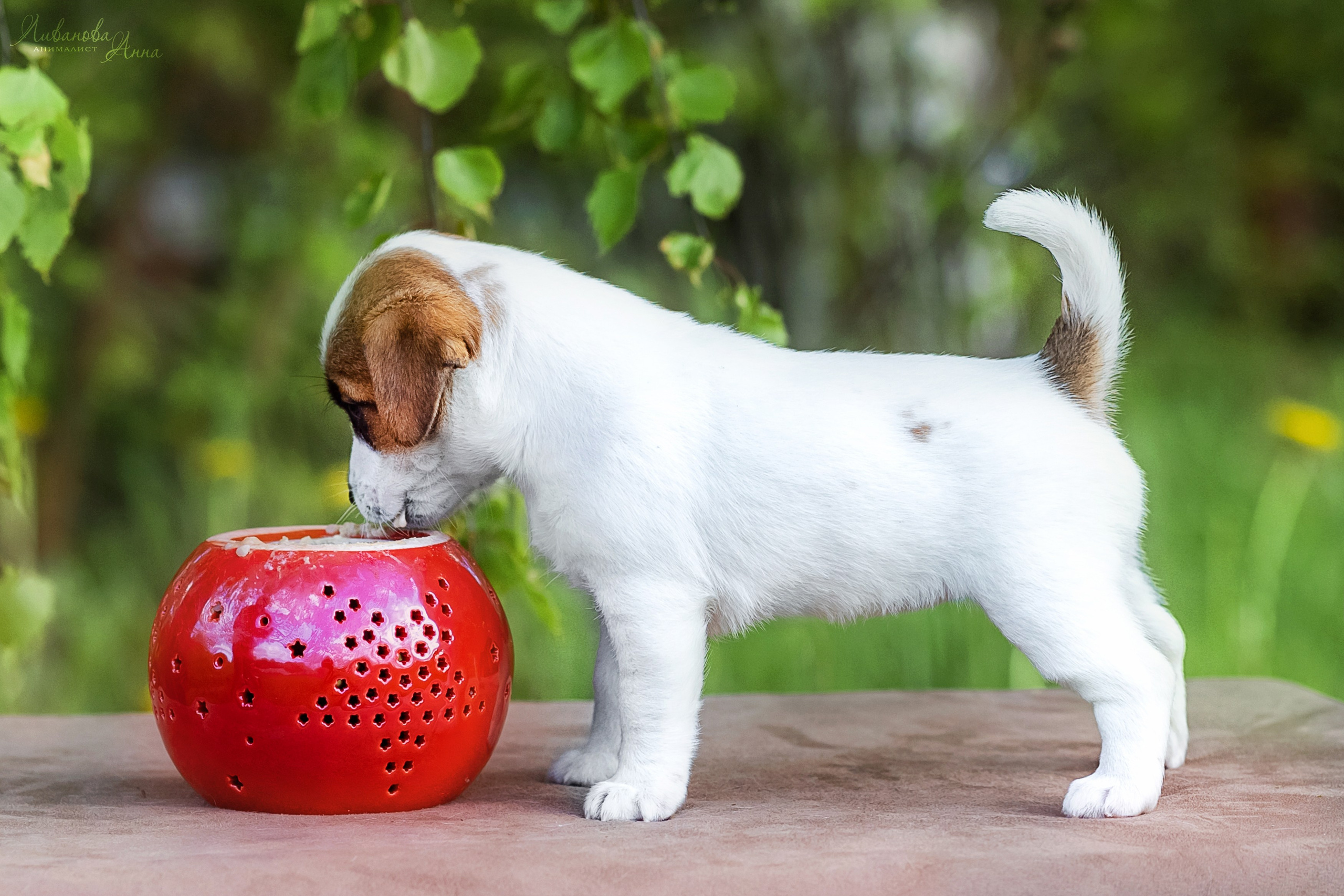 Джеки. Фотограф анималист Аня Ливанова | Рыбинск