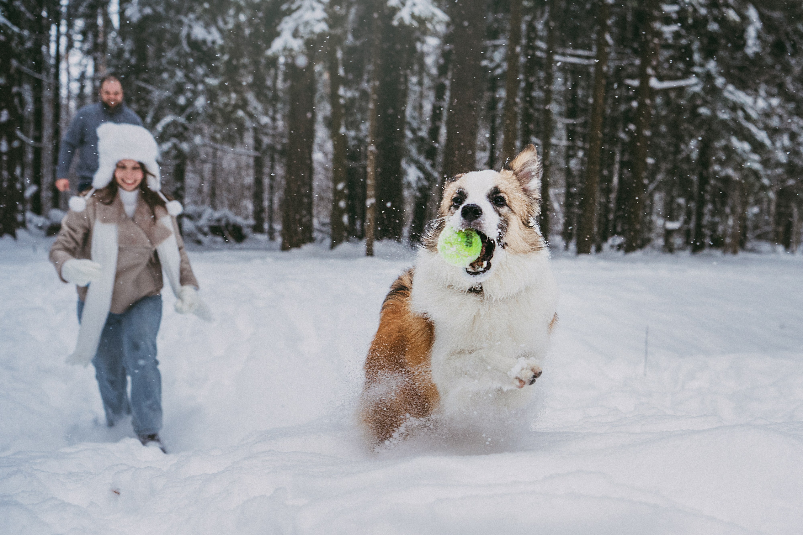 Катя, Анатолий и Елай. Фотограф анималист в Москве и Санкт-Петербурге Свиридова Анна