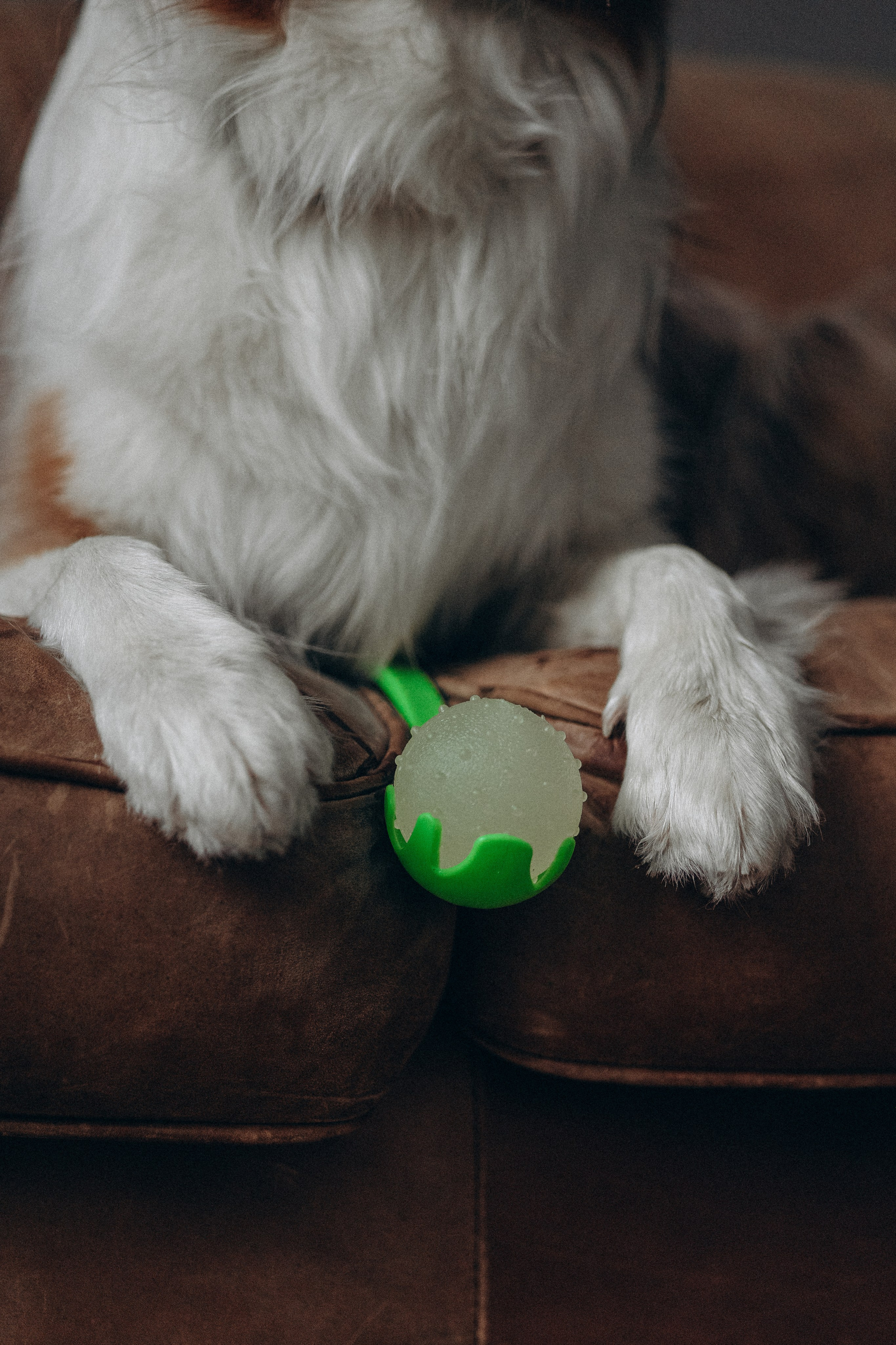 Катапульты. Фотораф — анималист Мария Шистка