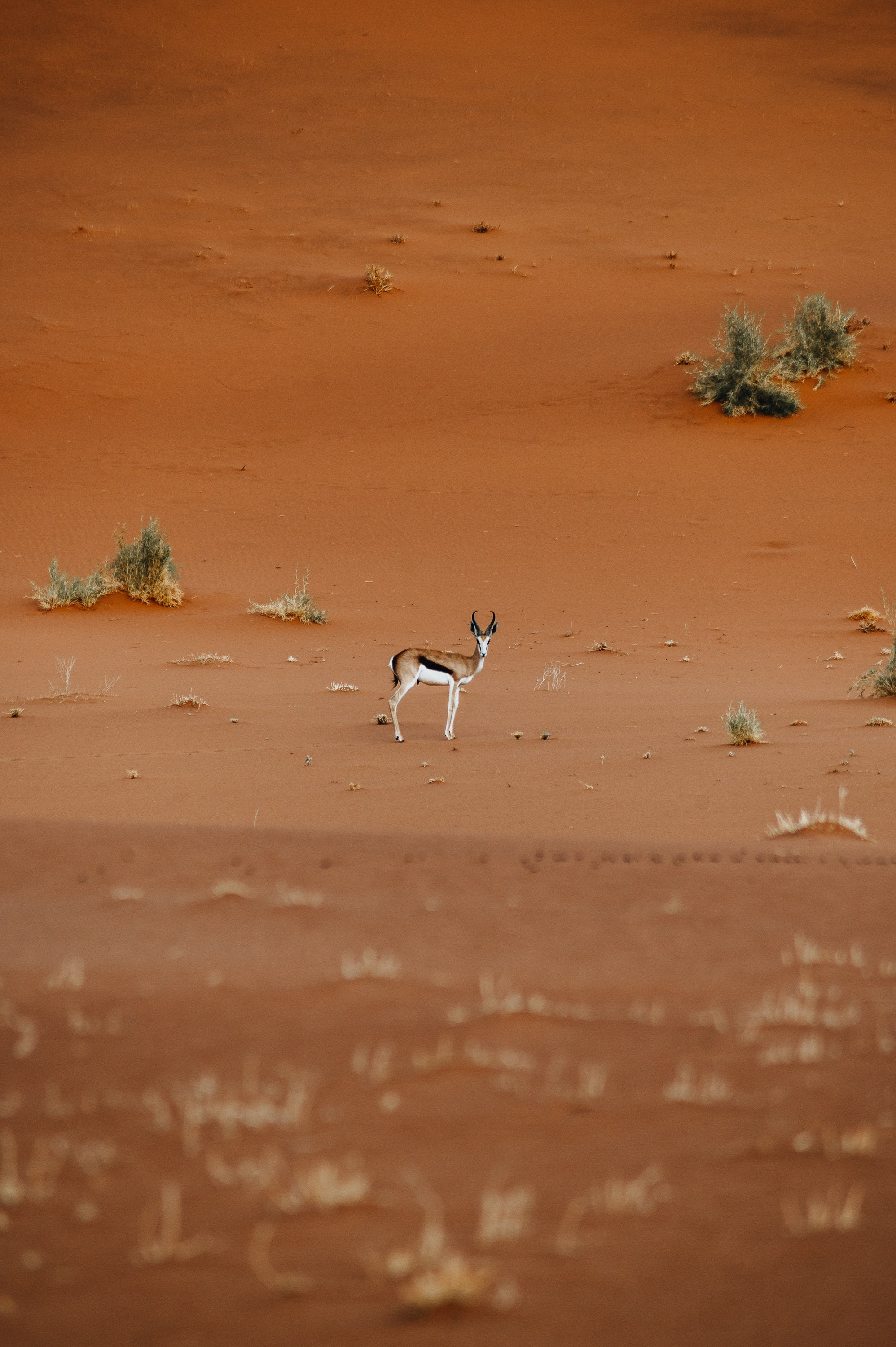 НАМИБИЯ. Роадтрип