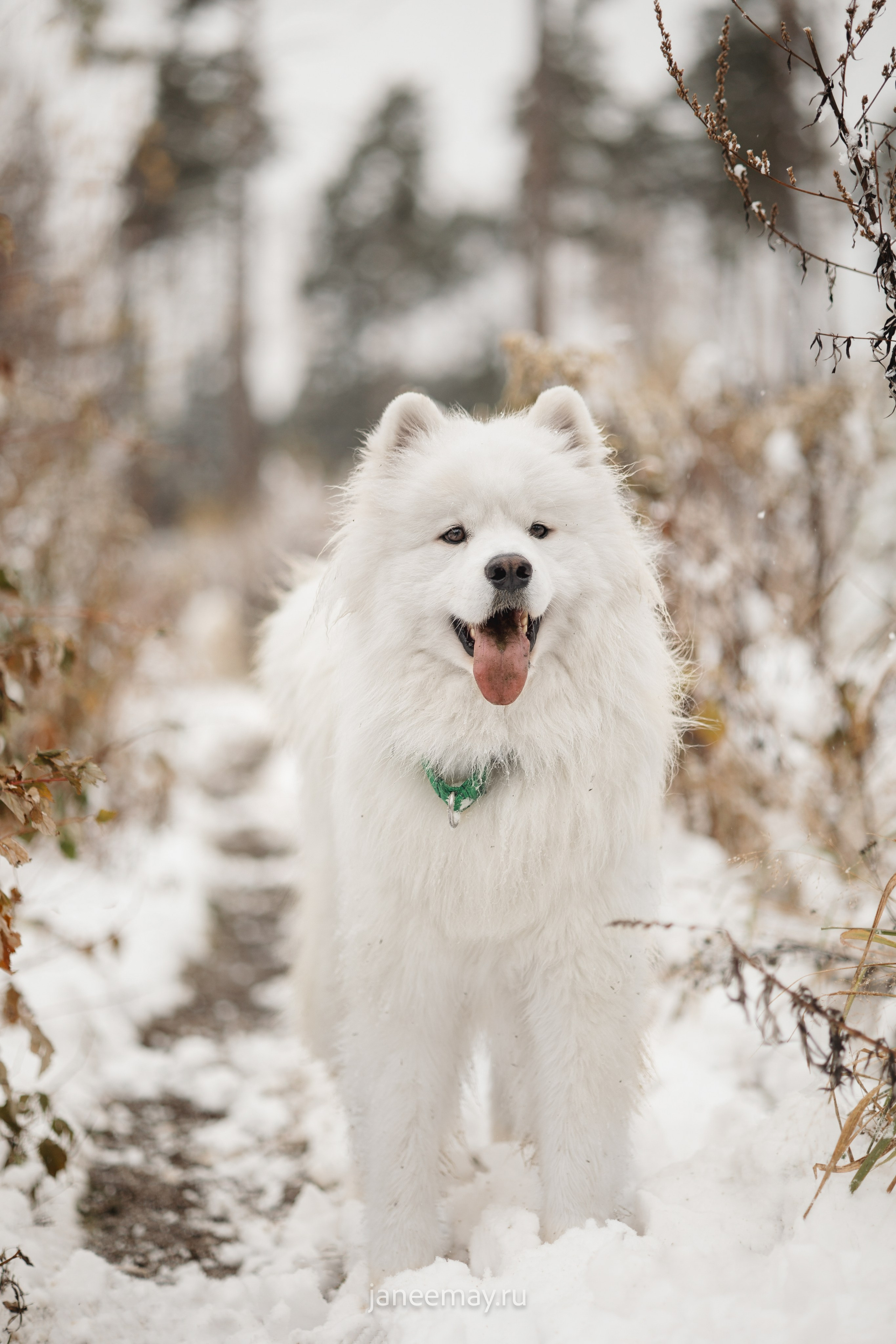 Фото собак, животных зимой. Фотограф анималист в Москве Майорова Евгения