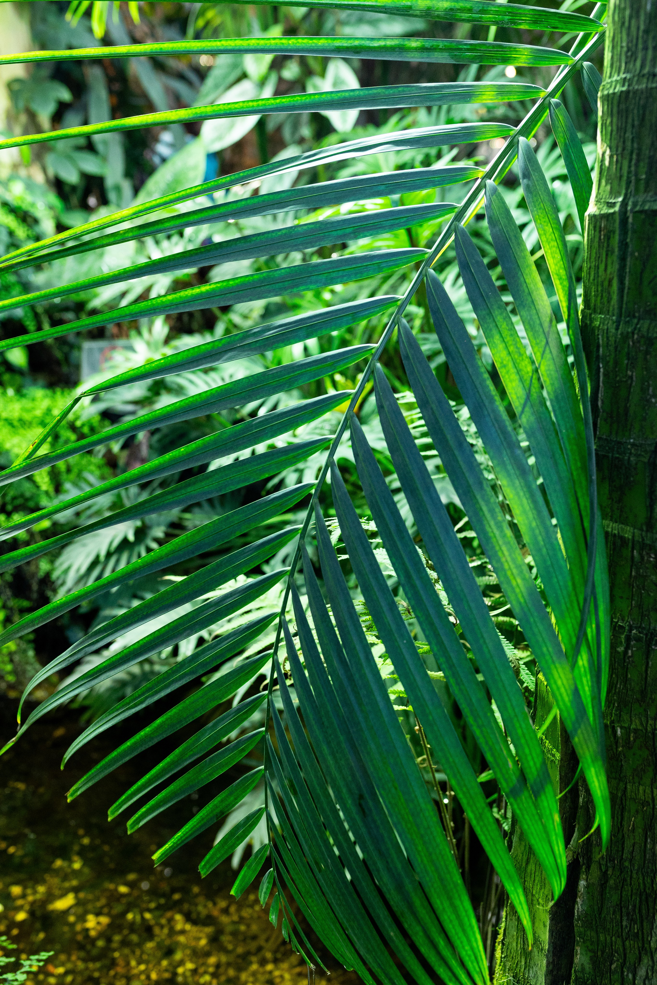 Аптекарский огород МГУ. Китай. Александра Куликова фотограф, Москва