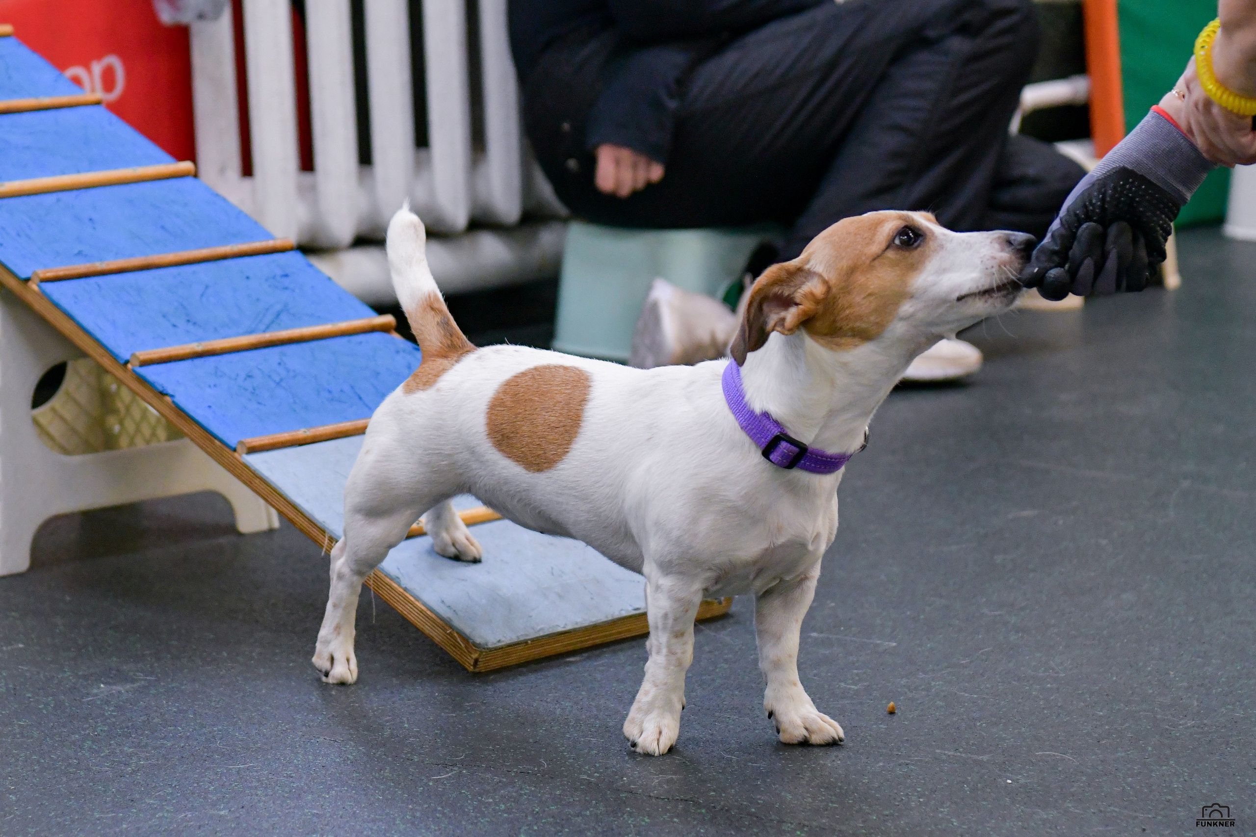 Кинологический клуб «Бодрый хвост». Свой взгляд через объектив