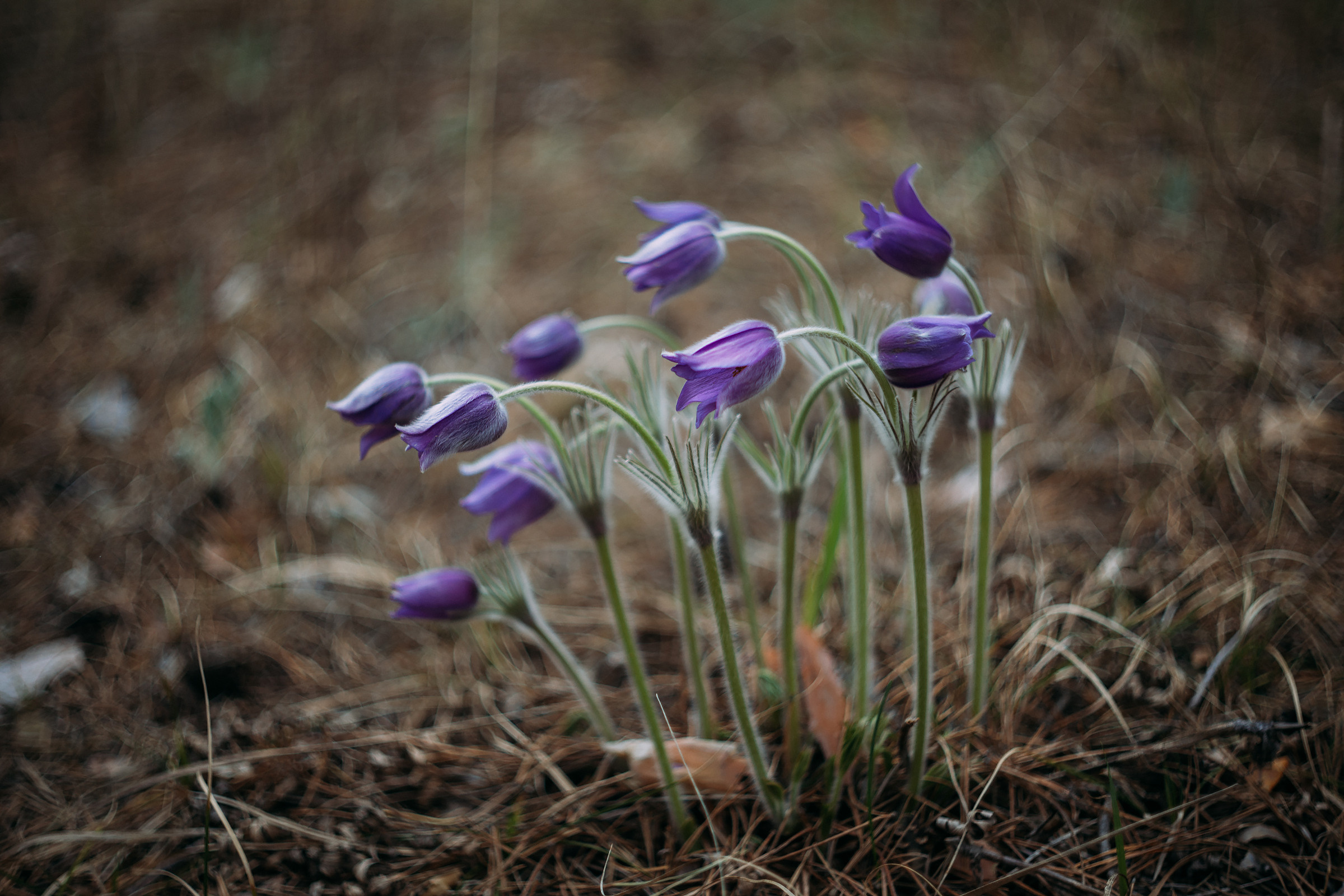 Vlad & Anna. Фотограф Ксения Дзюбак Самара-Москва