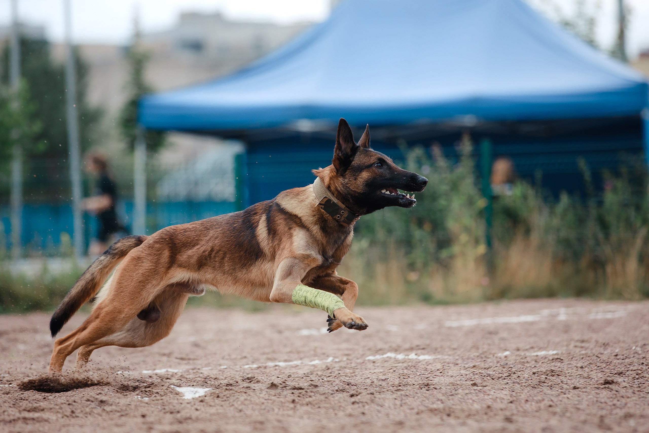 Питч&Гоу + веселые старты. Фотограф-анималист Mary Mart — Москва, Питер