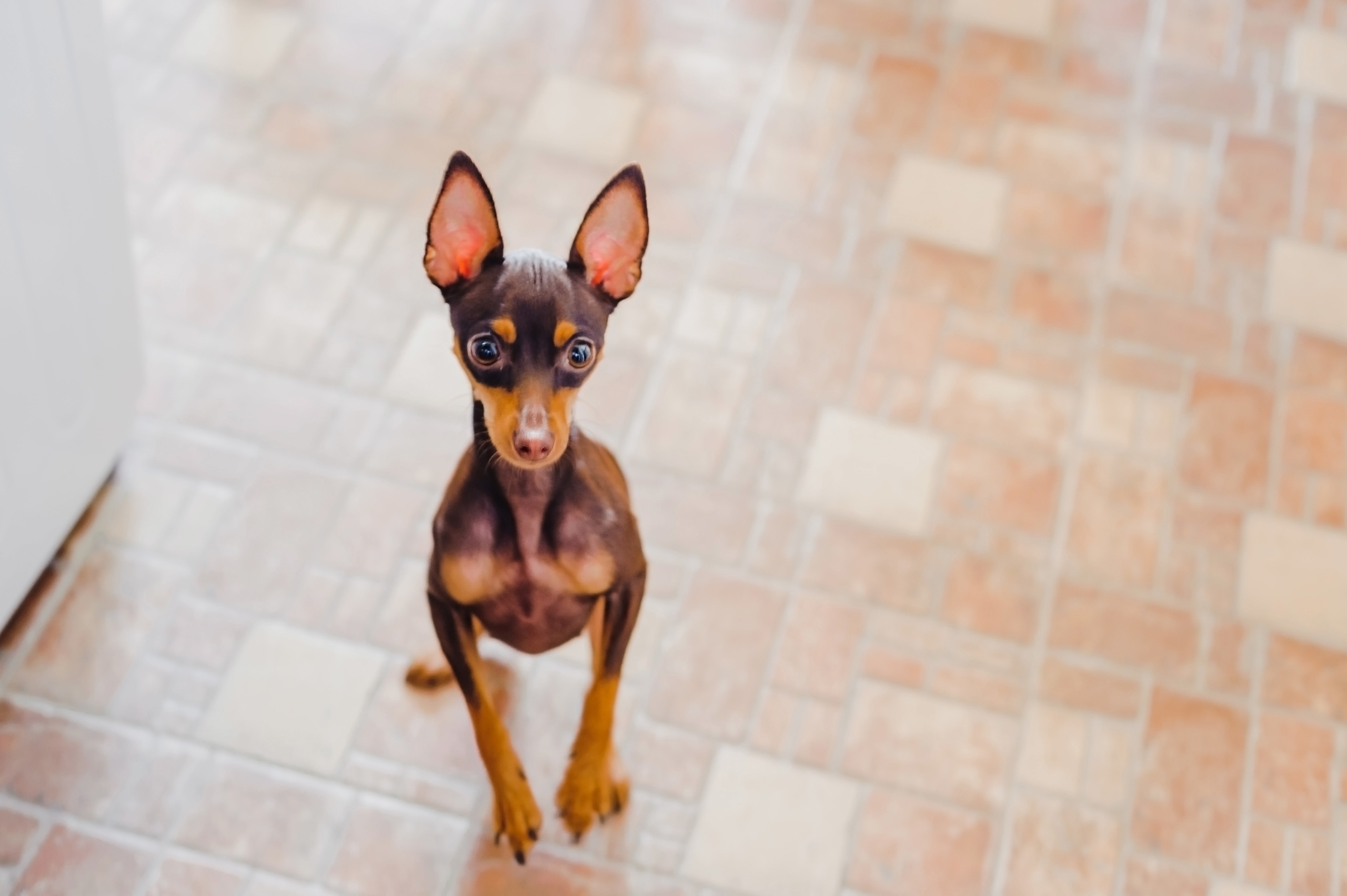 Свадебная фотосессия Москва, Свадебный фотограф Москва