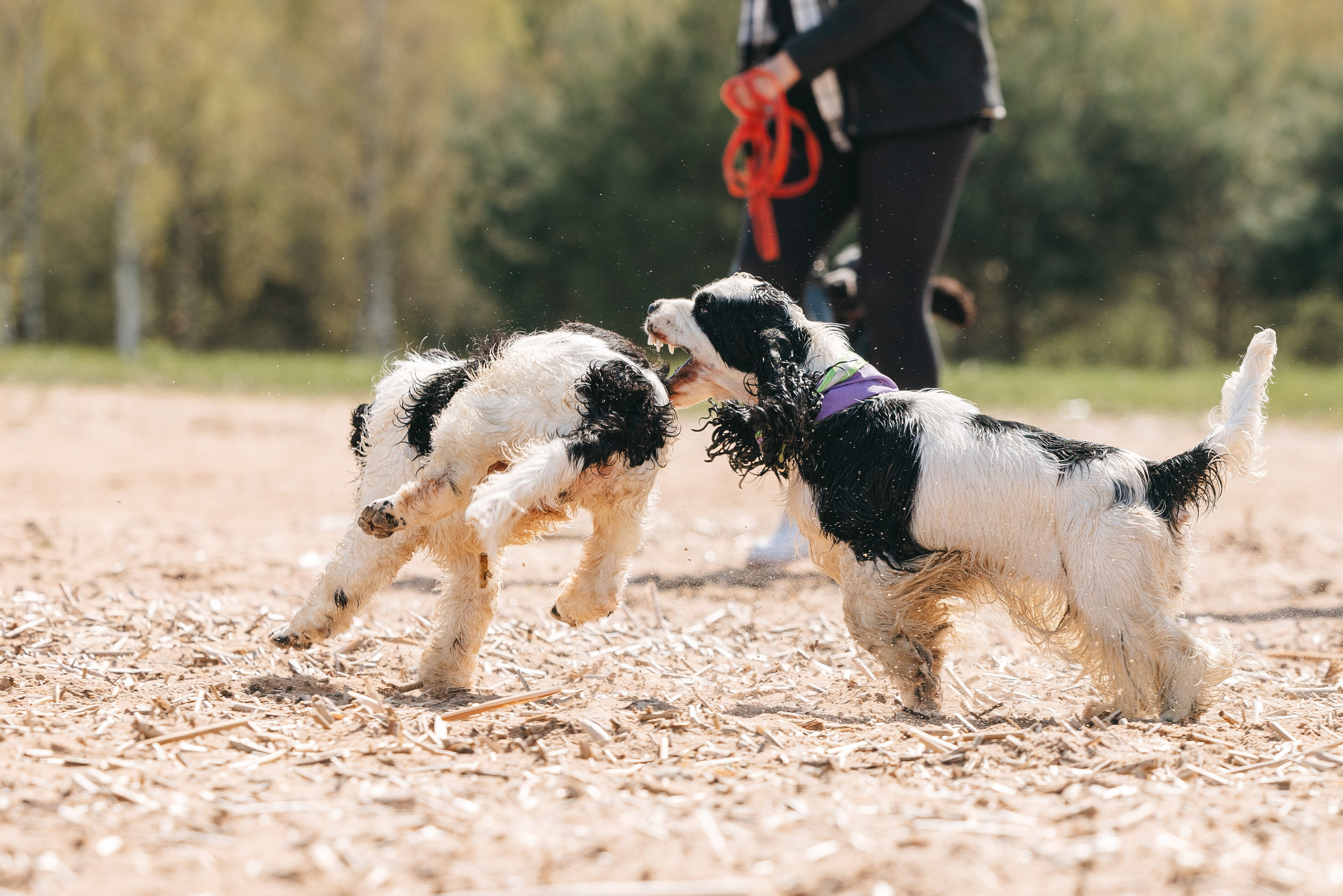 Спанимания. Фотограф анималист Осипчикова Мария