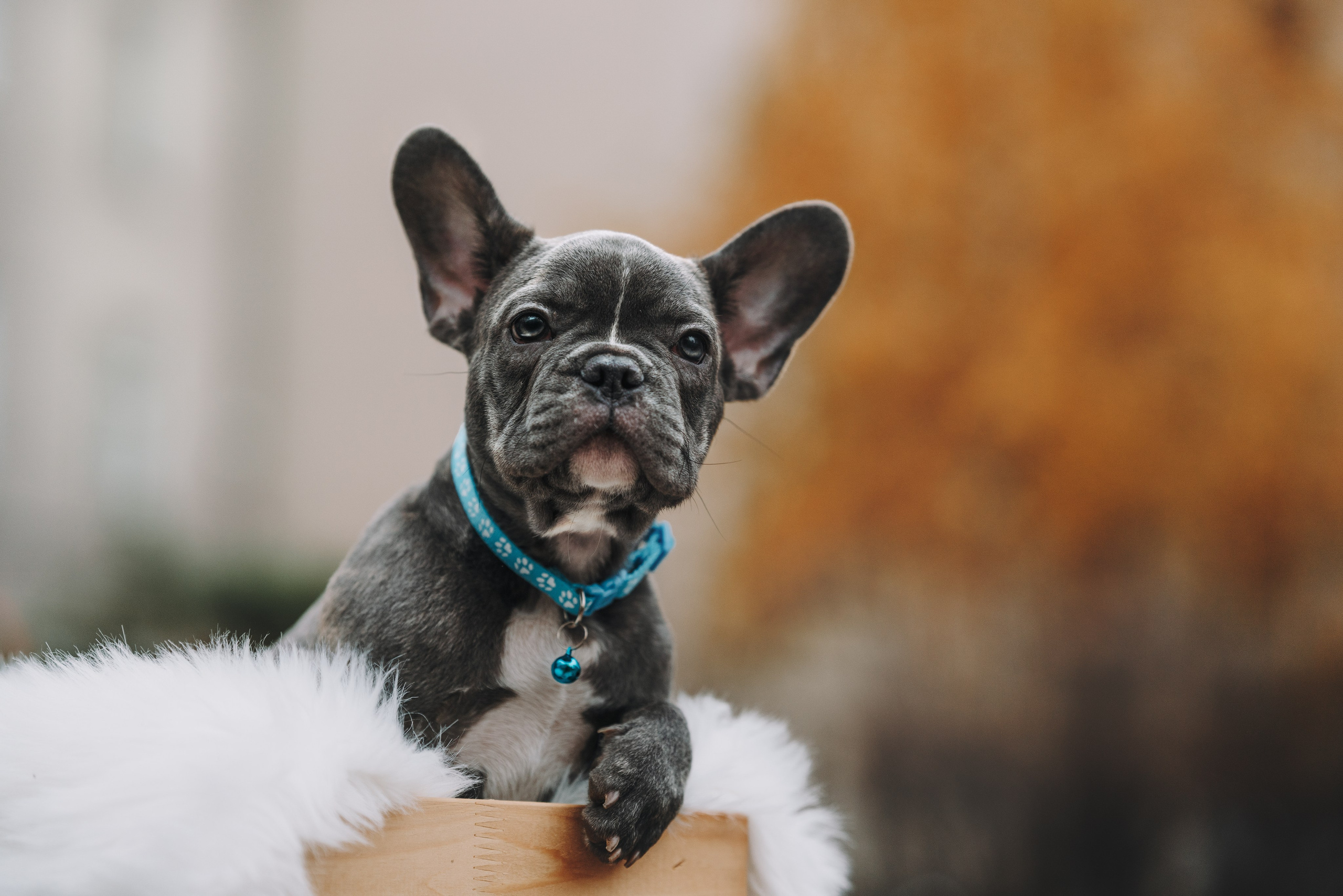 Французские бульдоги. Фотограф анималист Осипчикова Мария