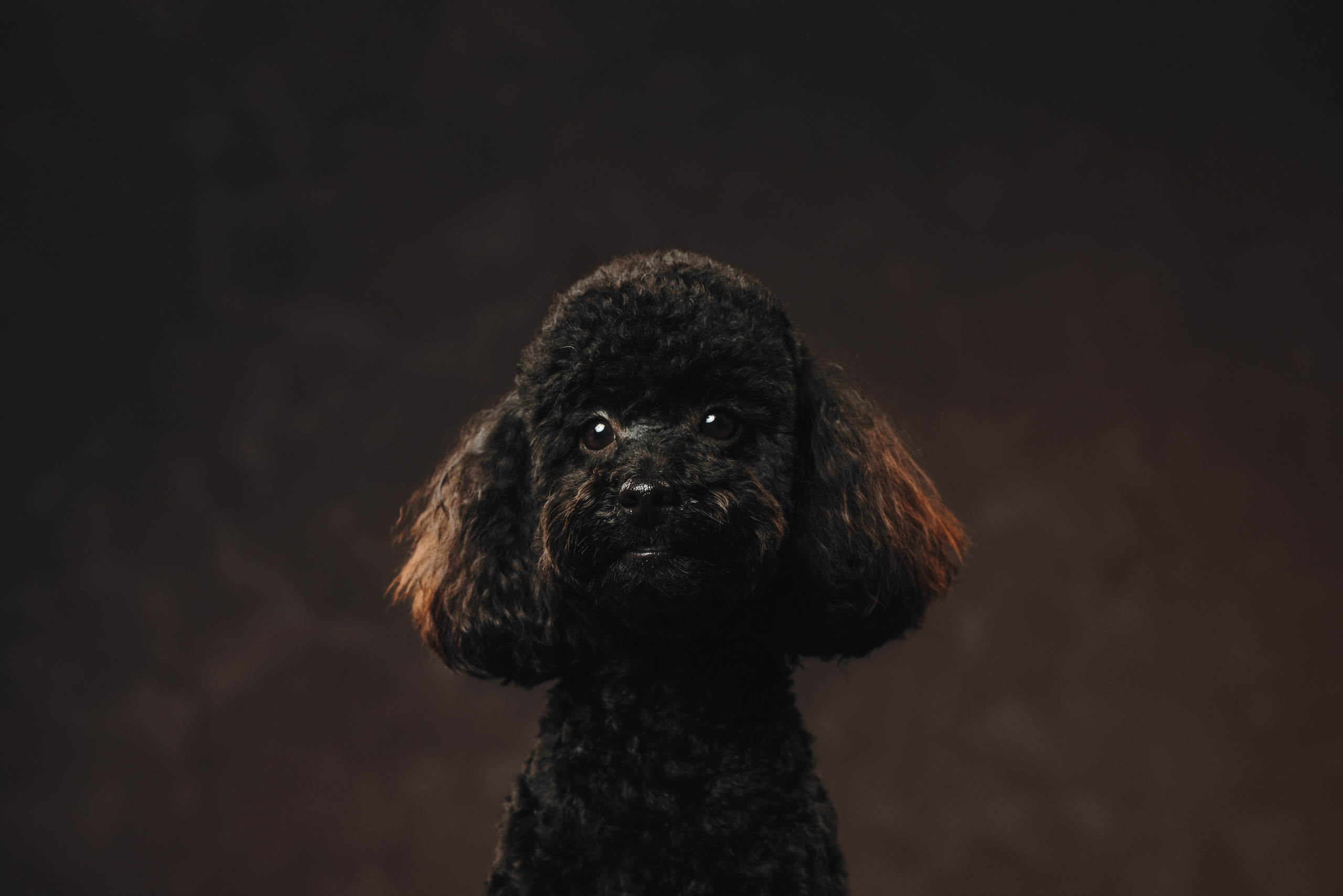 Ярослава и Туча. Фотограф анималист Осипчикова Мария