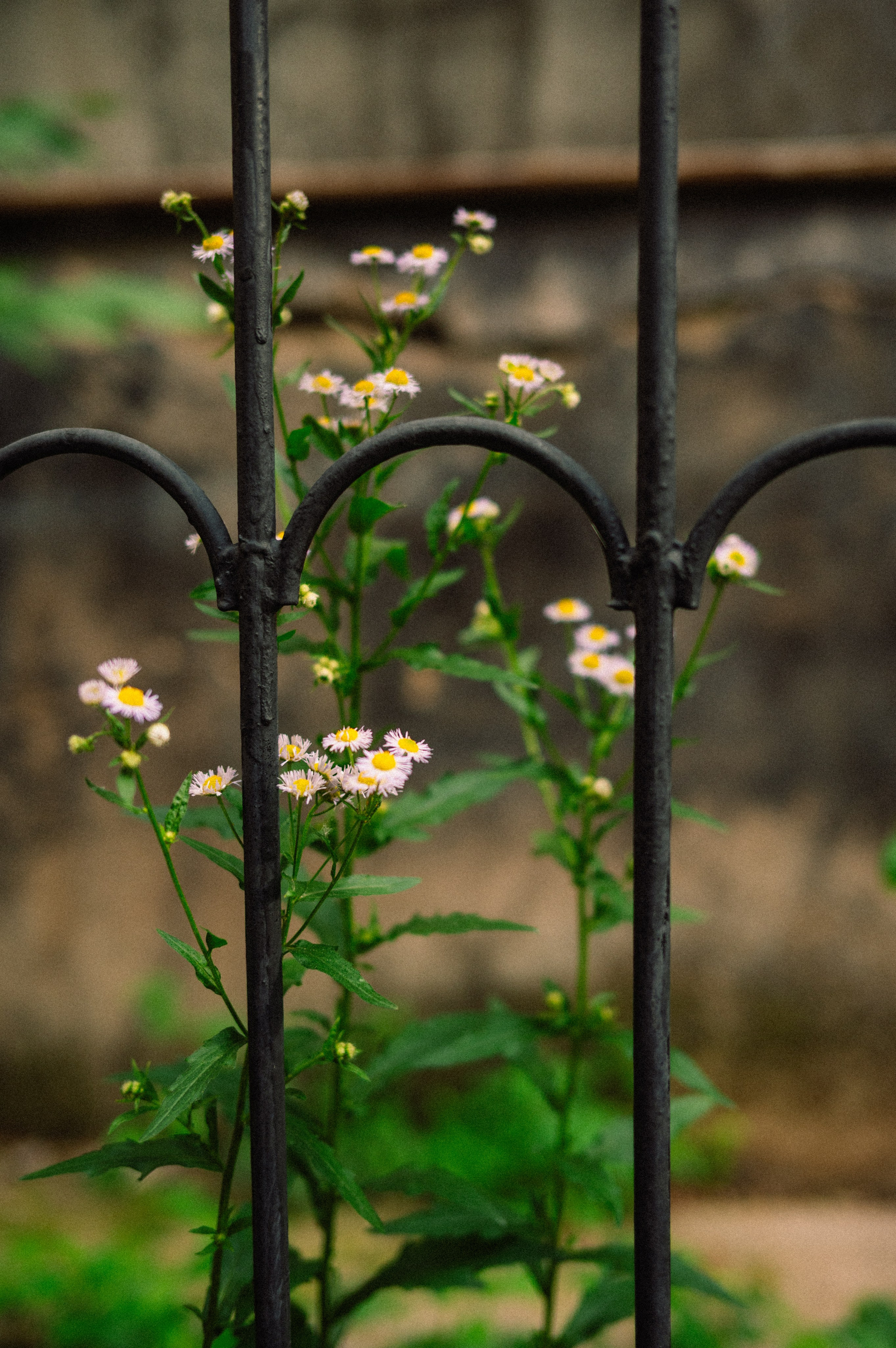 Стрит: Алматы, лето 2025. Фотограф в Алматы — Дарья Фёдорова