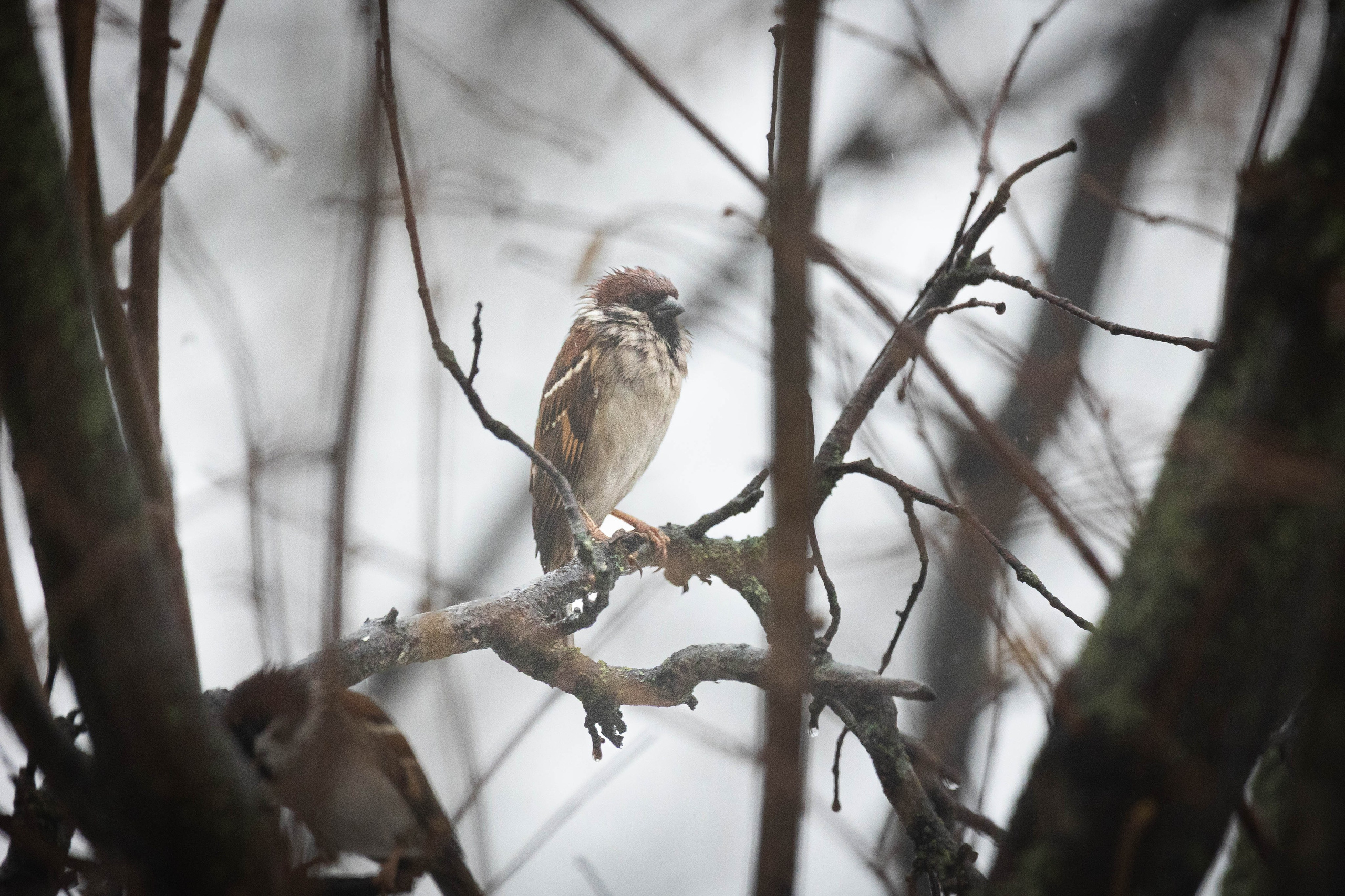 Дикий животный мир. Фотограф-АниМалист Анна Абрамова