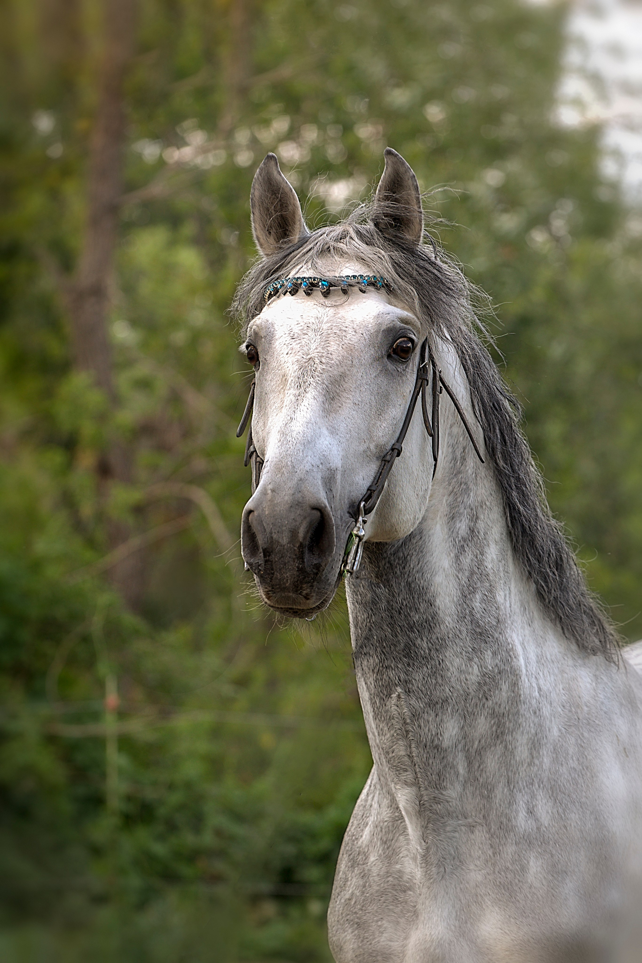 ЛОШАДИ. Фотограф-АниМалист Анна Абрамова