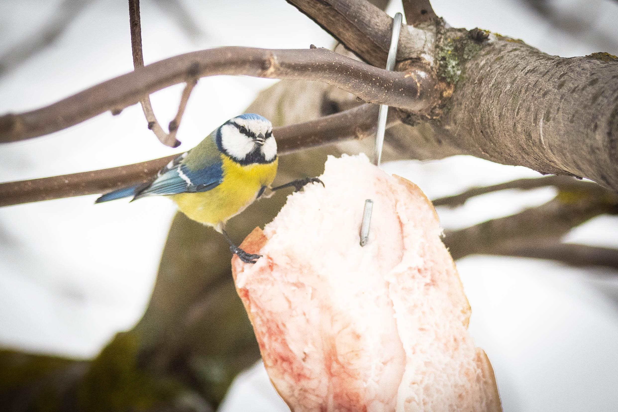 Дикий животный мир. Фотограф-АниМалист Анна Абрамова
