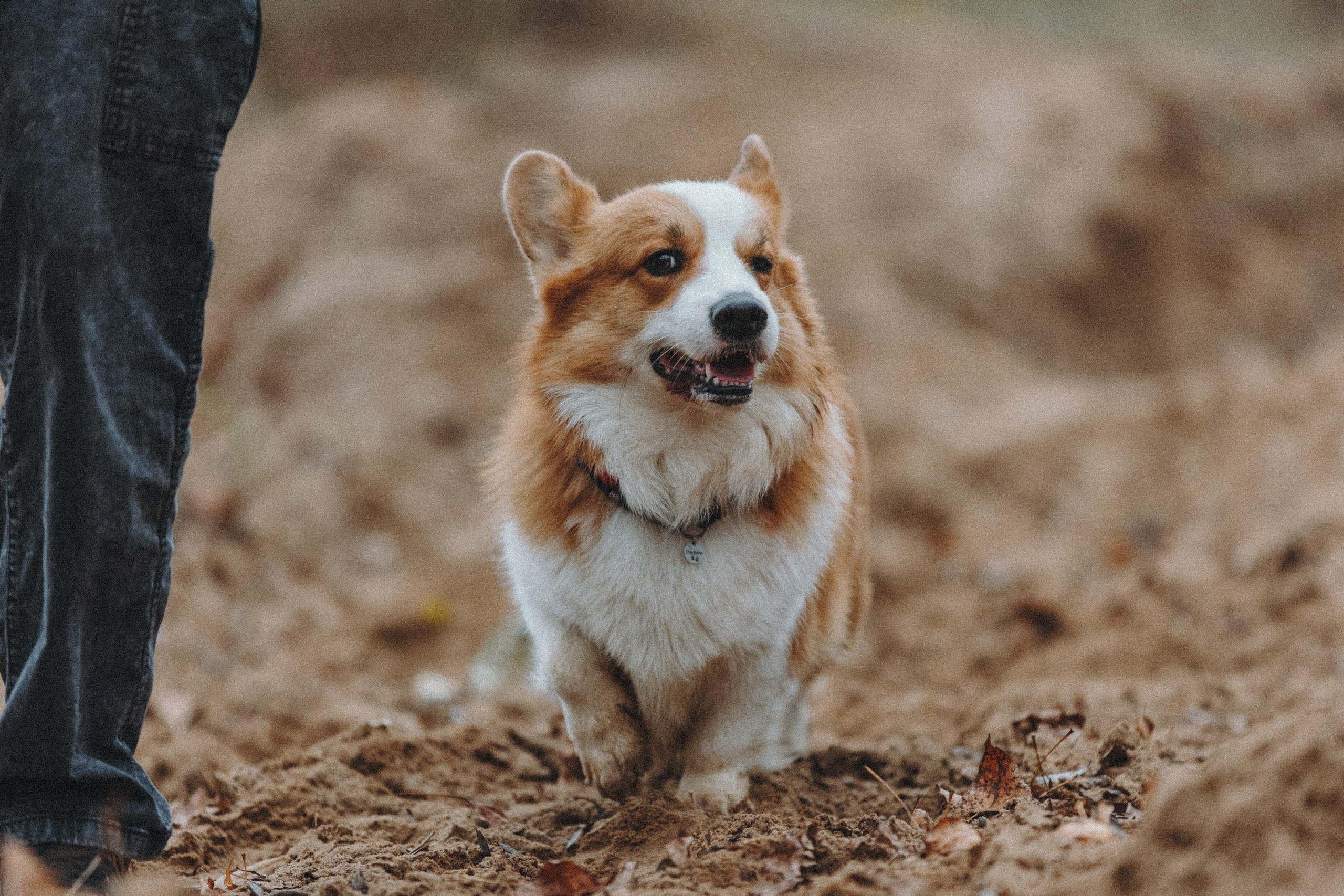 Надя и Перси. Фотограф — анималист Светлана Кысса|фотограф собак в Краснодаре и Нижнем Новгороде