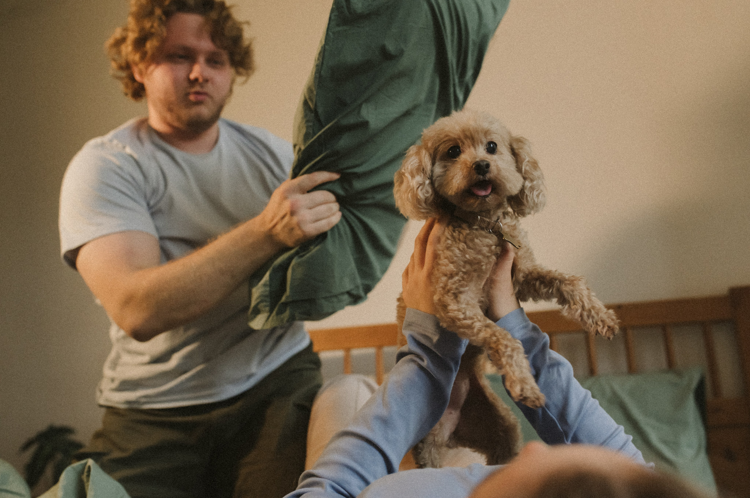 Ання и её кудрявая команда. Фотограф анималист в Москве Ольга Агушева