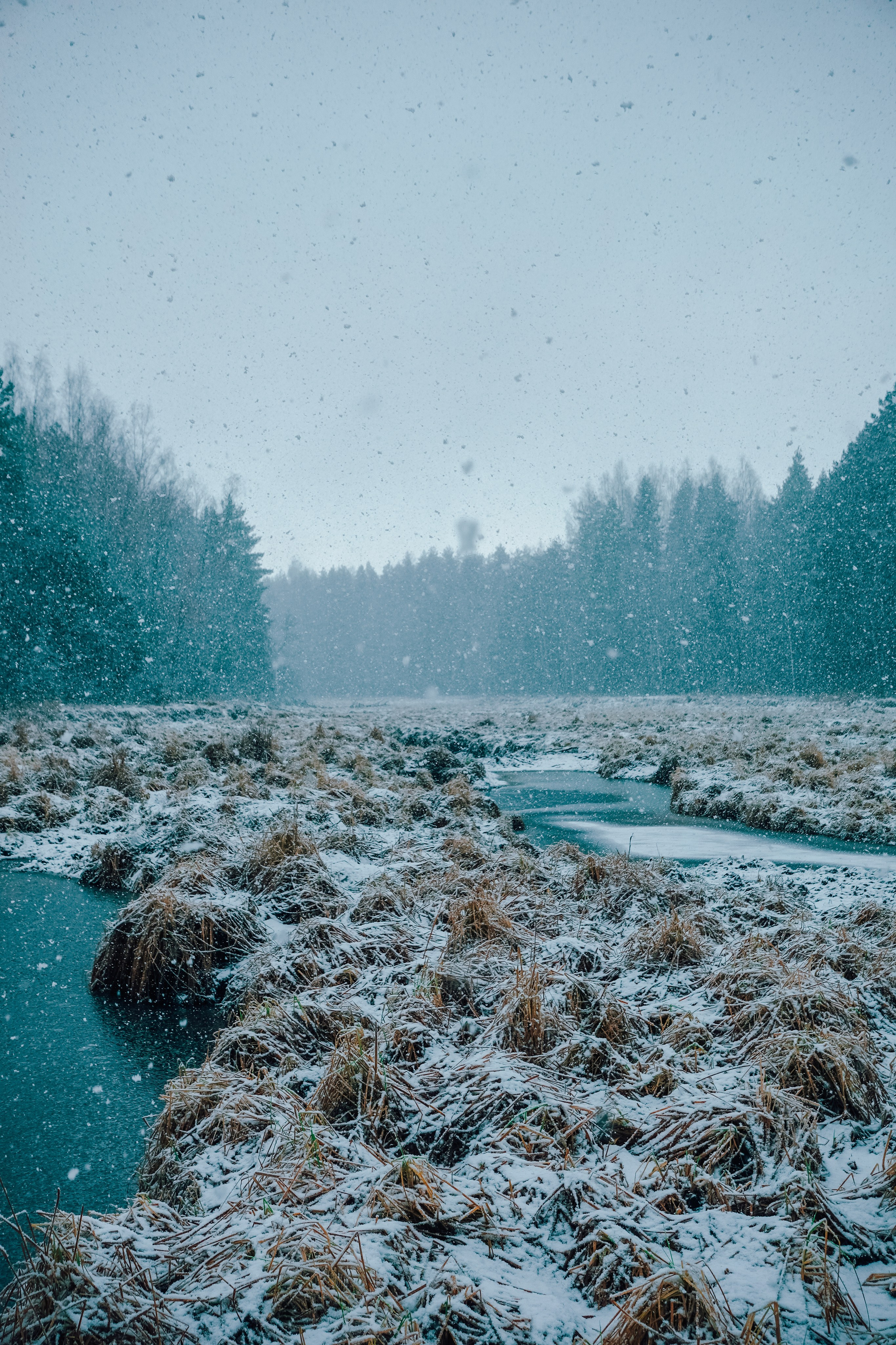 Пленишник. Фотограф Алиса Аспер