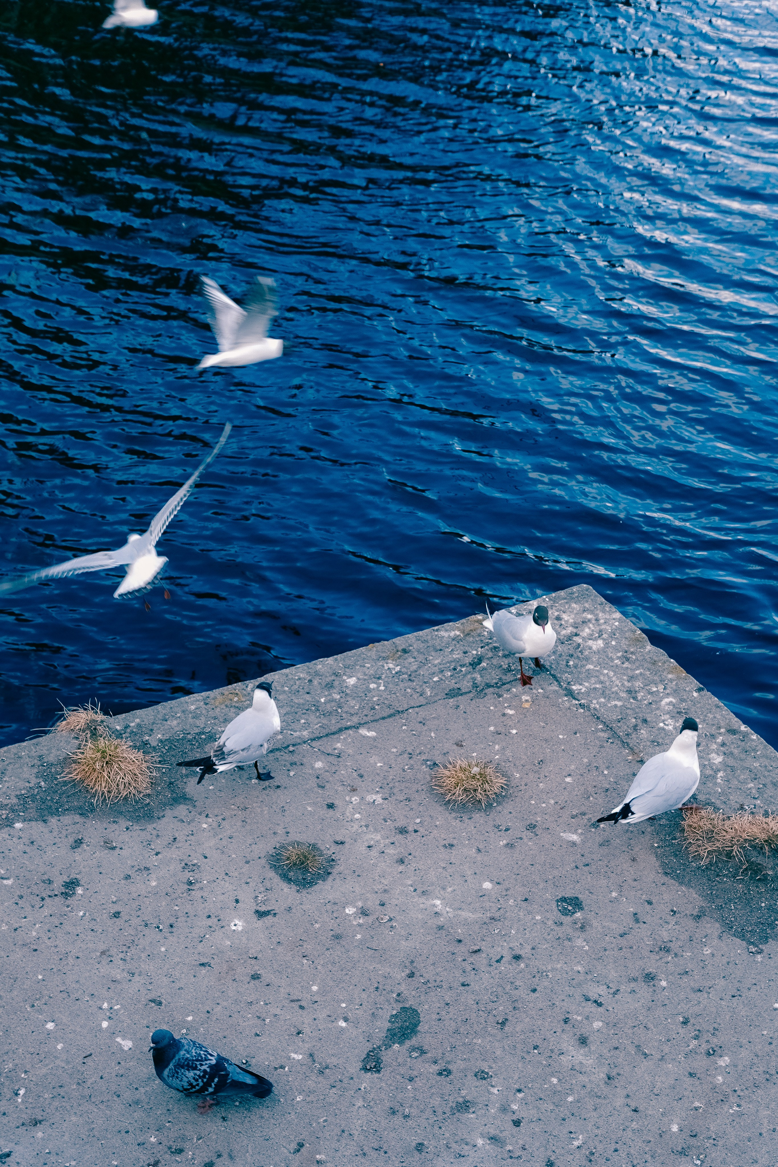Выборг. Фотограф Алиса Аспер