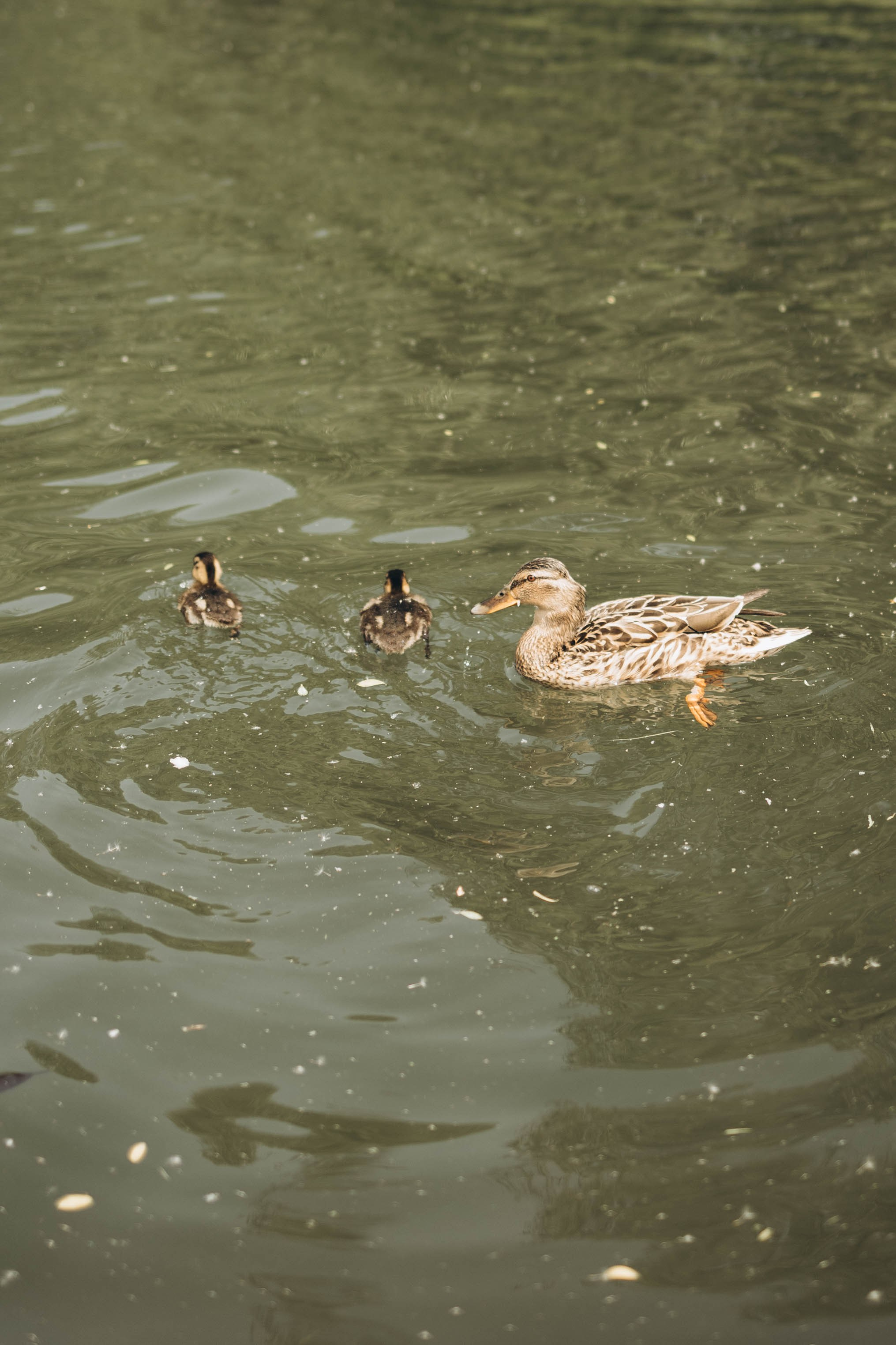 Полина, Дима, Тёма и Мили. Семейный фотограф в Москве Виктория Ястребинская