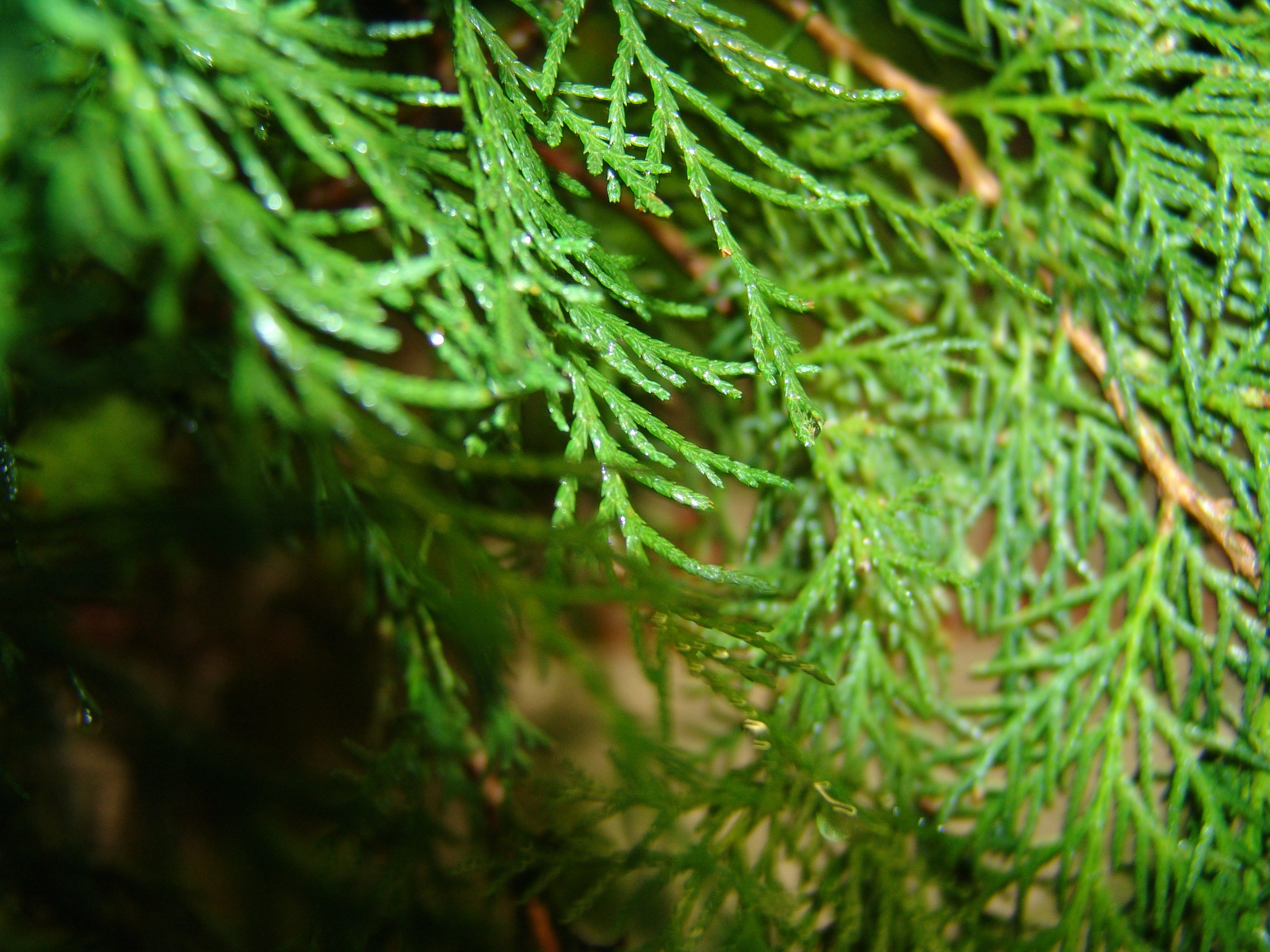 Ергали 11 08 2005. Заставка