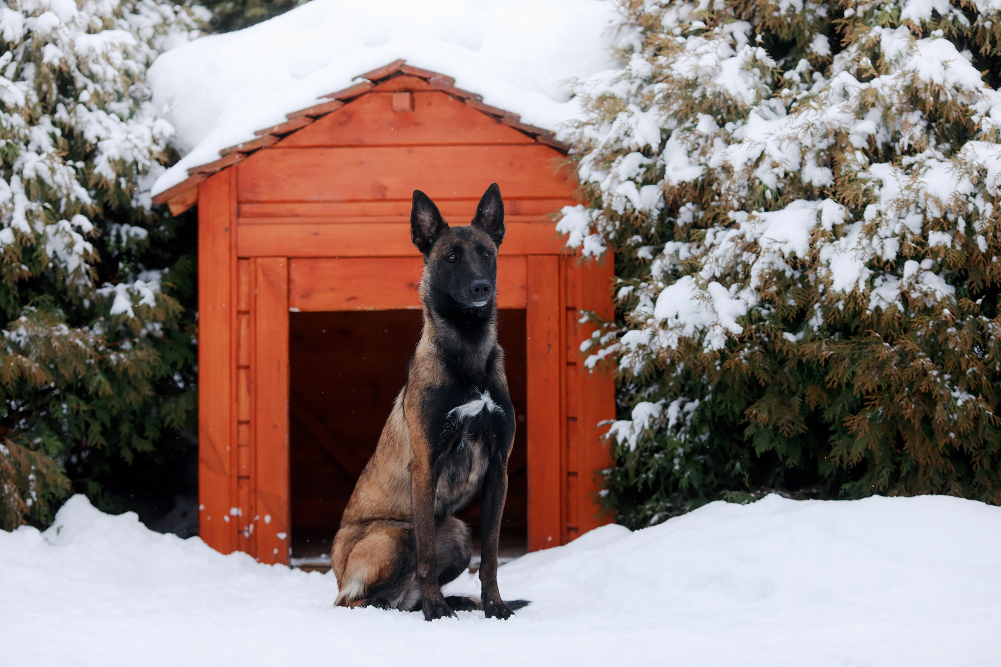 Зимние портреты. Фотограф-анималист Mary Mart — Москва, Питер