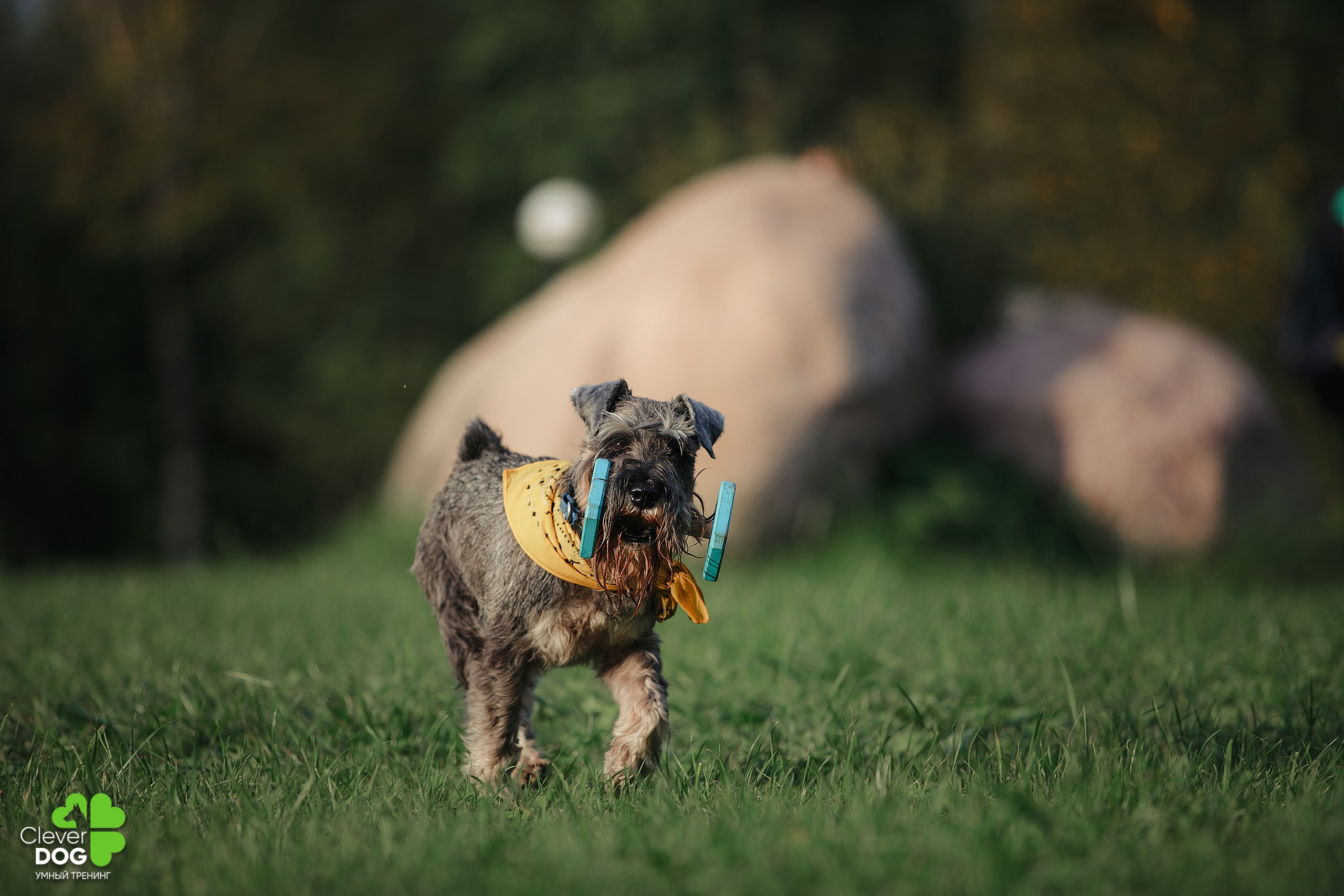 Кинологический лагерь CleverDog, 2024. Фотограф-анималист Mary Mart — Москва, Питер