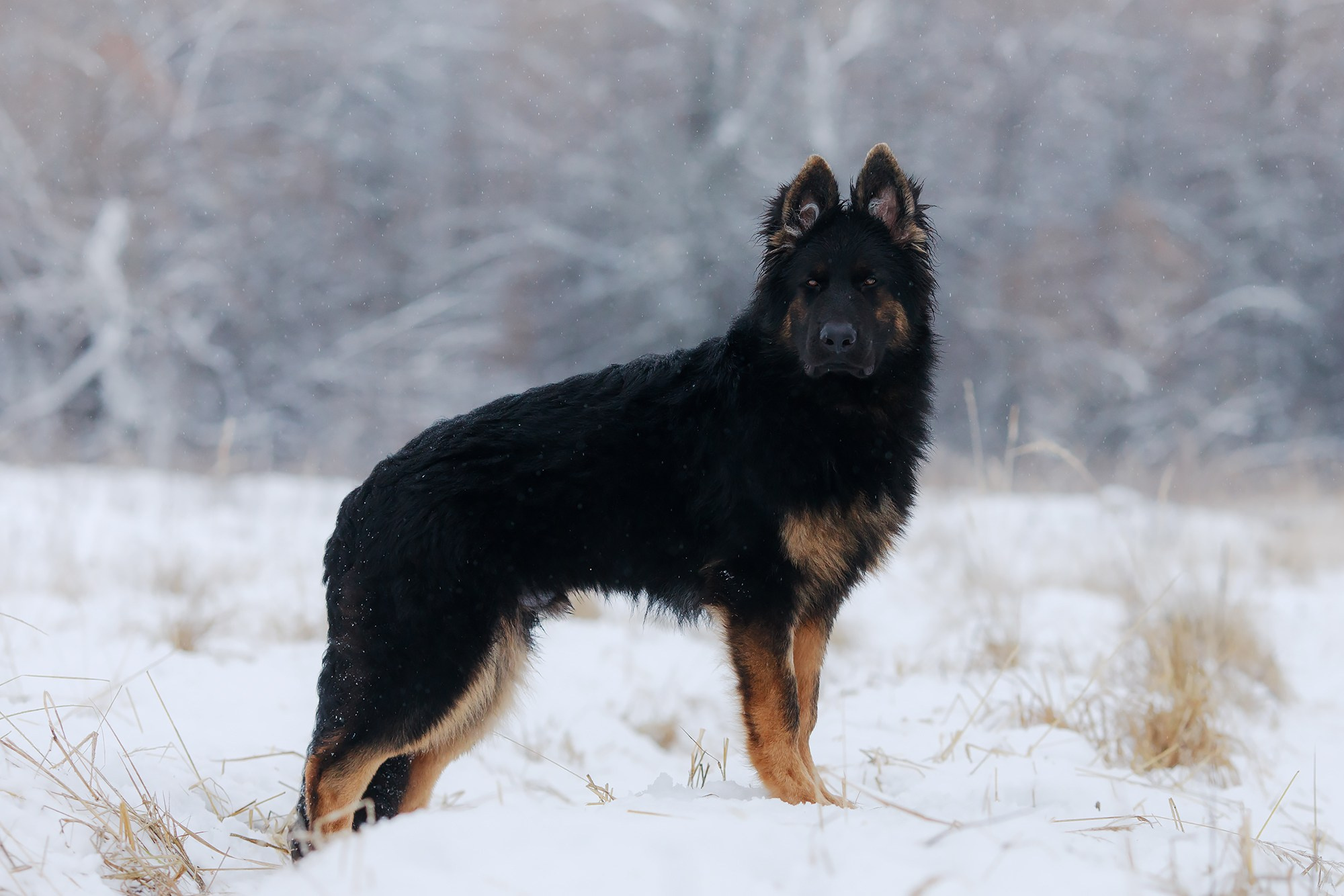 Зимние портреты. Фотограф-анималист Mary Mart — Москва, Питер