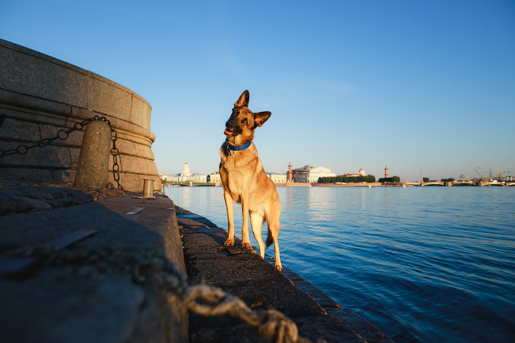 Алена, Кай и Мара. Фотограф-анималист Mary Mart — Москва, Питер