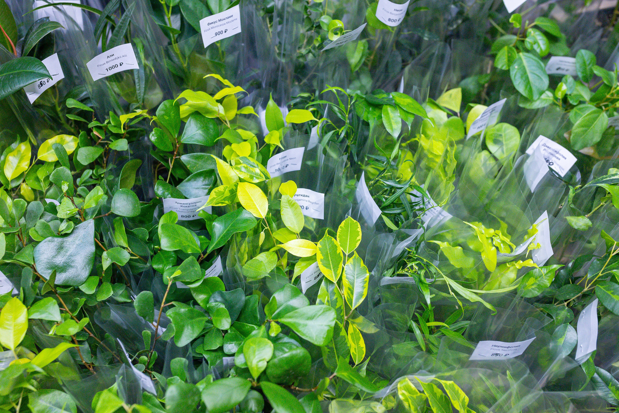 Монстериум 11–12 октября. Александра Куликова фотограф, Москва