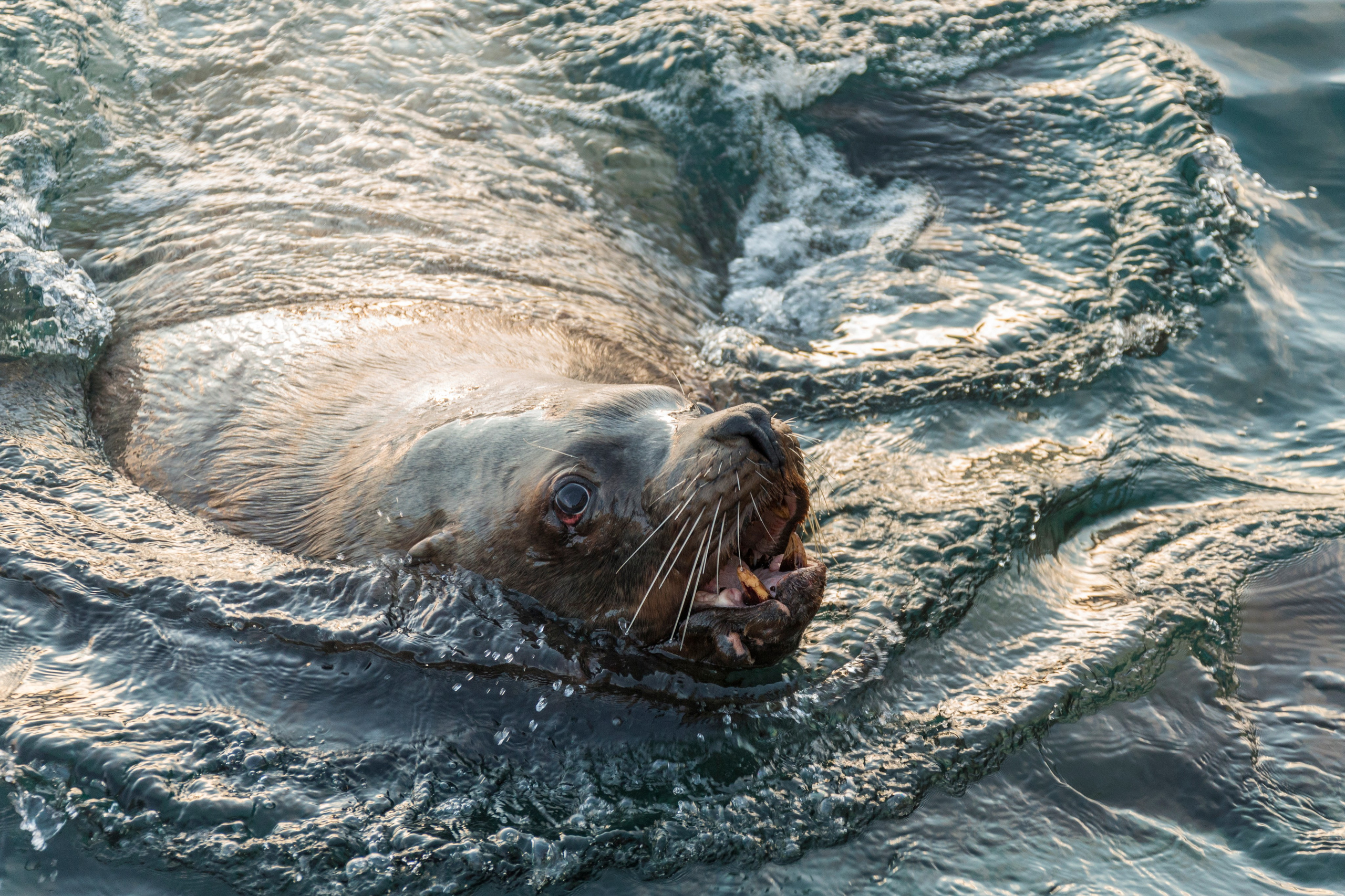 Максимум Камчатки зимой — путешествие с комфортом. Время Камчатки: чтобы найти свой путь, нужно скорость умножить на время