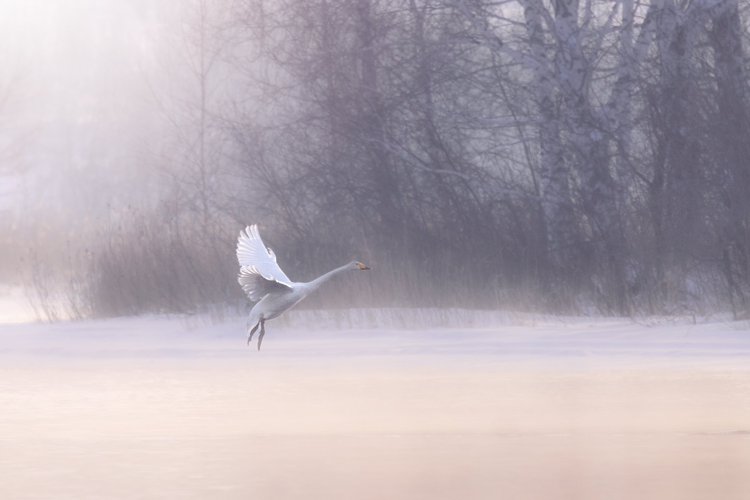 Дикая природа • Wildlife. Елена Ивановой • Профессиональный фотограф