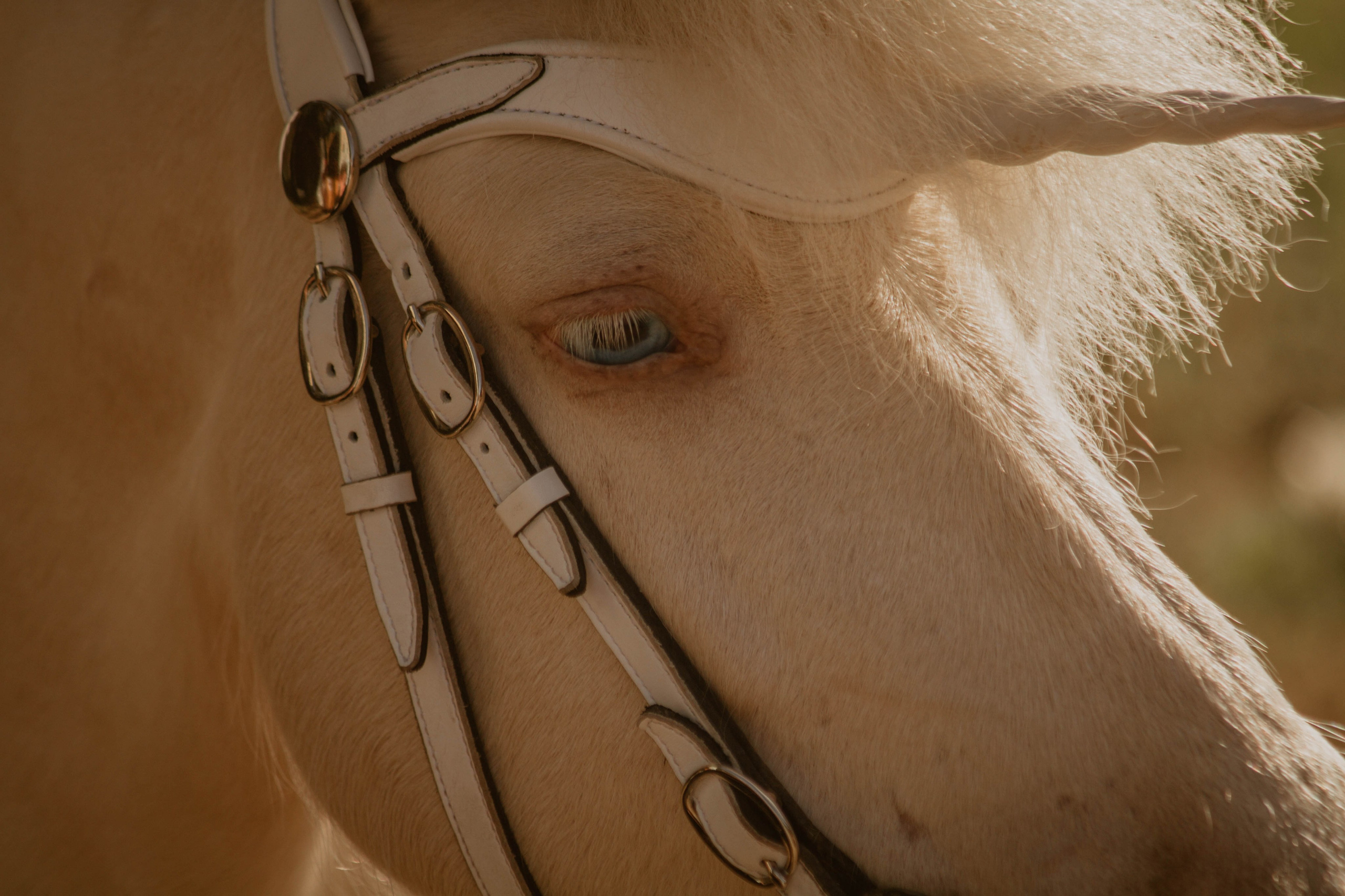 ИППОСФЕРА — Международная конная выставка. Создадим шедевр? Виталина и её фотоискусство