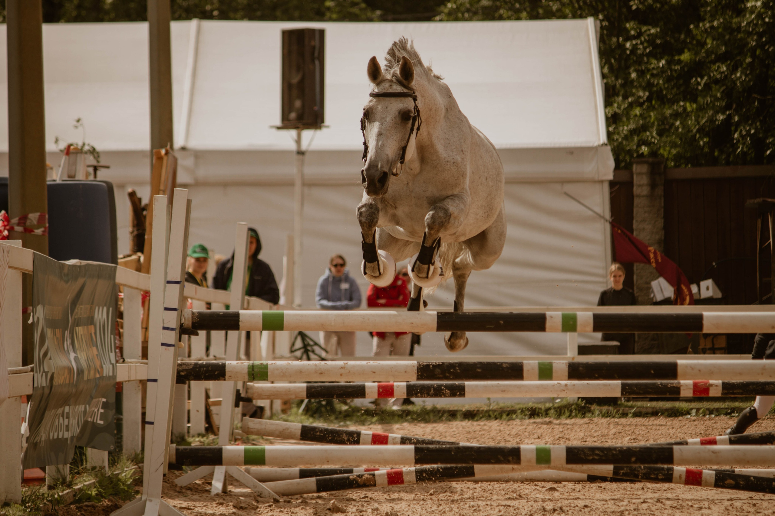 ИППОСФЕРА — Международная конная выставка. Создадим шедевр? Виталина и её фотоискусство