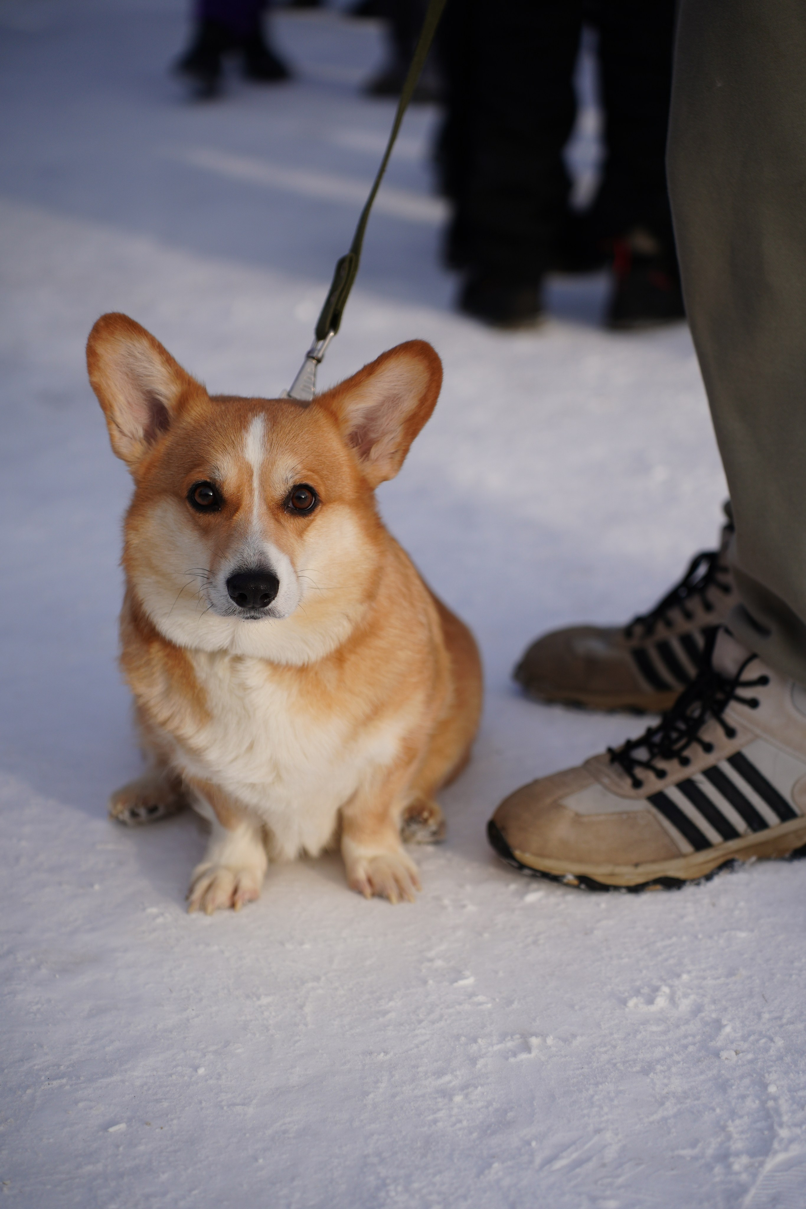Благотворительная Акция «Ищу Человека». Pupov.png
